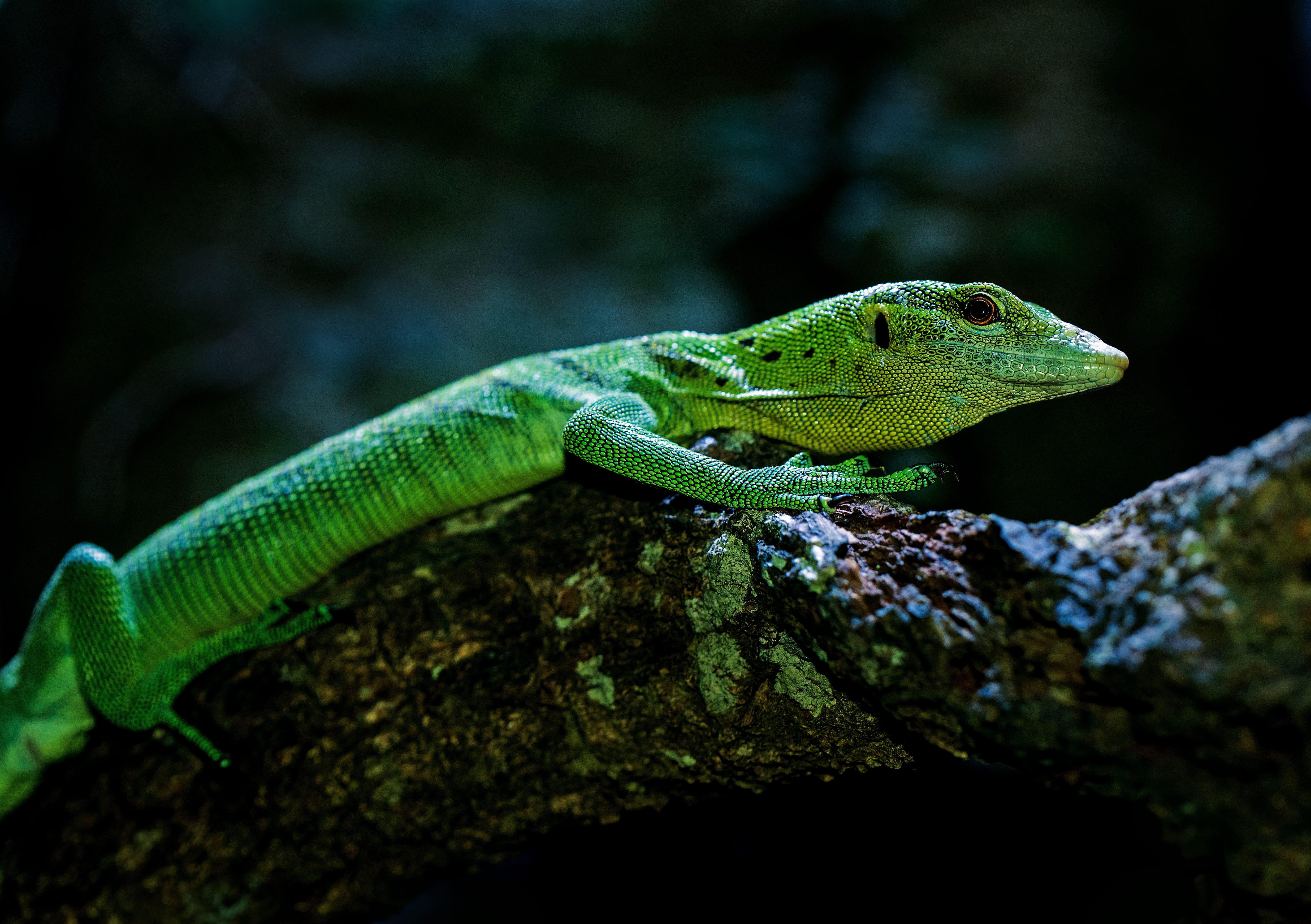 animal wildlife, no people, close-up, plant, wildlife, animal head, animal, nature, animals in the wild, side view, animal themes, branch, one animal, animal scale, HD Wallpaper