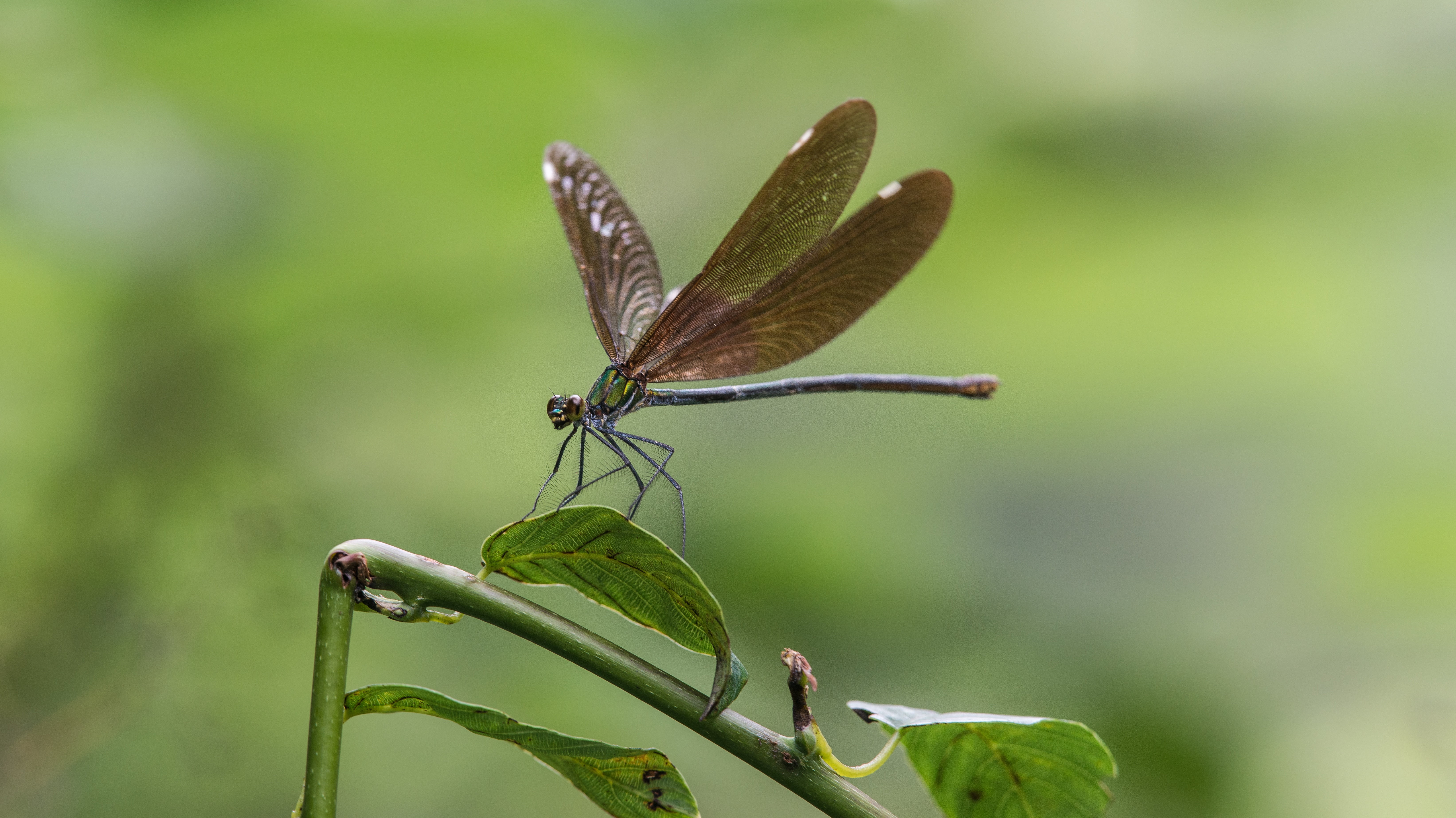 outdoors, unesco, no people, animal themes, china, nature, animal Wing, day, focus on foreground, growth, plant, leaf, butterfly - insect, summer, plant part, HD Wallpaper