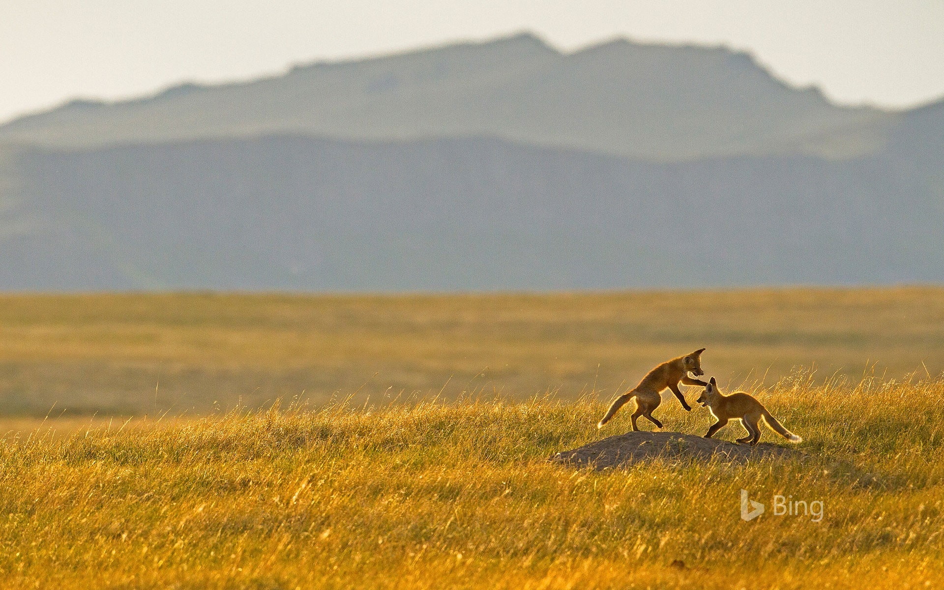 montana, grass, outdoors, fox, plain, scenics - nature, side view, herbivorous, day, animals in the wild, vertebrate, rocky, deskt, no people, environment, HD Wallpaper