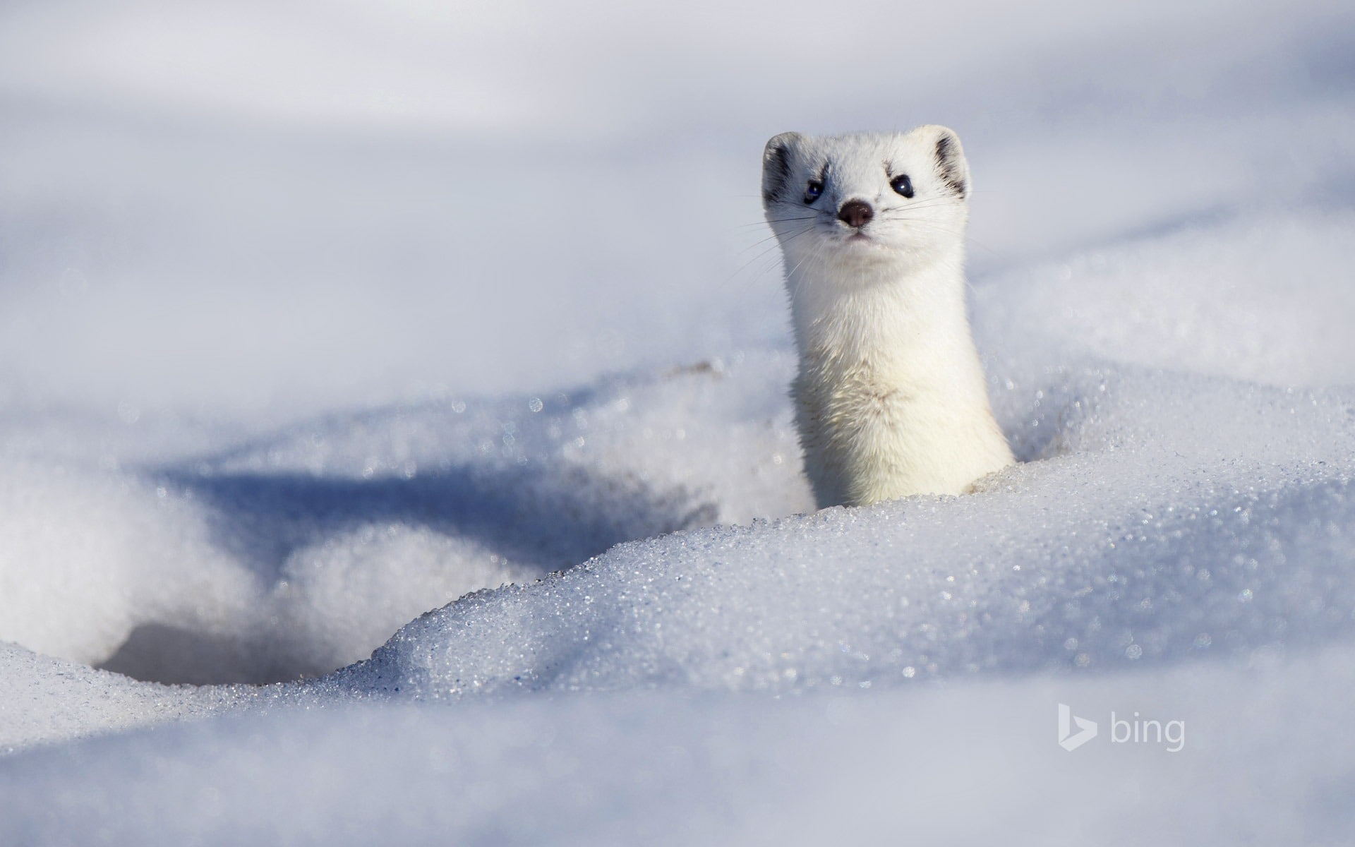 white color, animal wildlife, nature, no people, vertebrate, portrait, one animal, animals in the wild, ice, rodent, snow, frozen, cold temperature, stoat, HD Wallpaper
