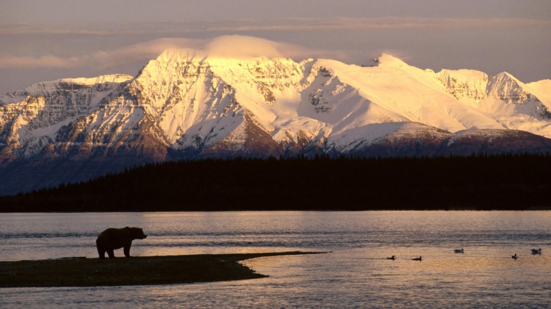 mountain, bear, 1080P, nature, katolinat, near, alaska, animals, mount, alaske, HD Wallpaper