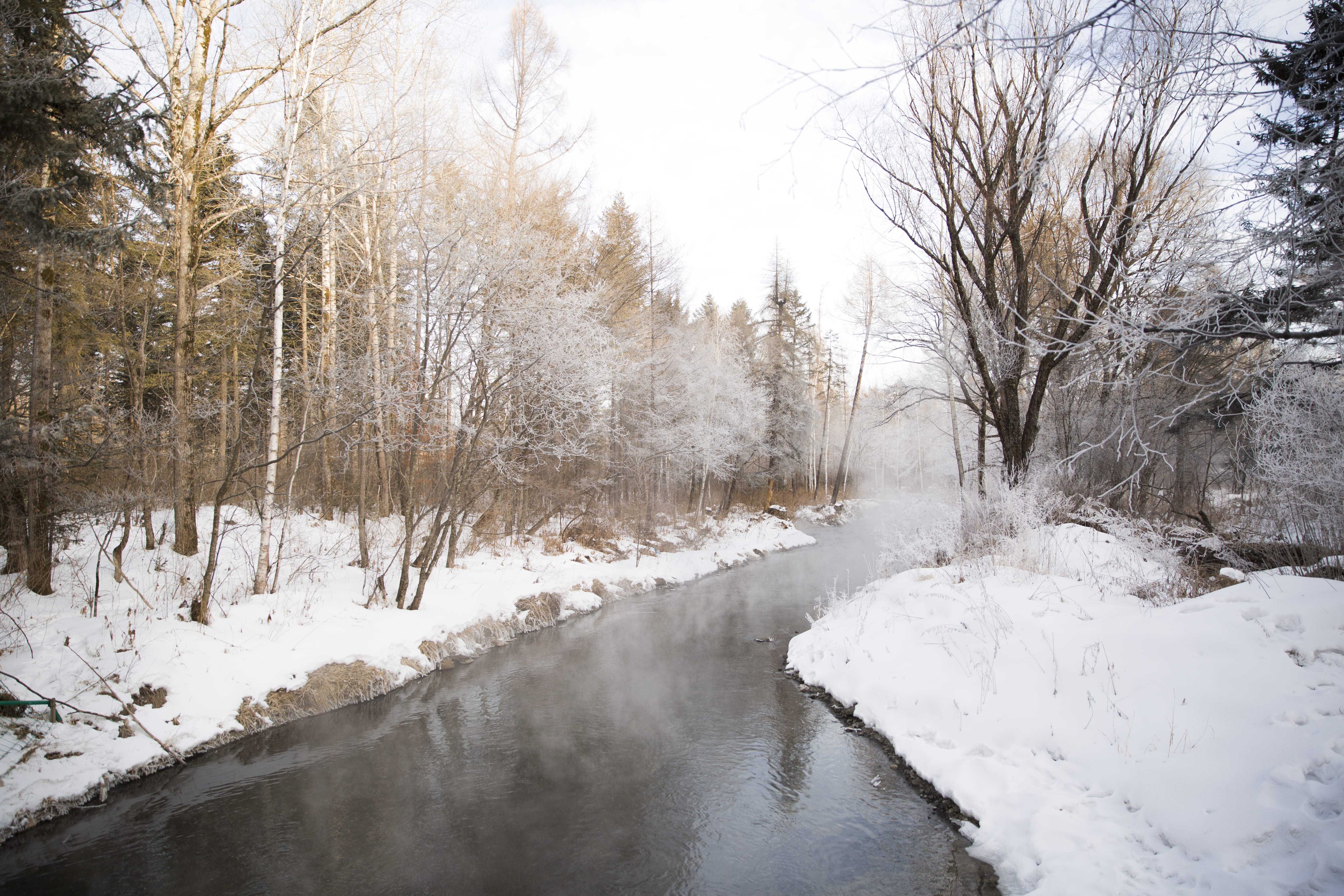 water, tranquility, plant, covering, day, white color, changbai mountain, scenics - nature, winter, yanbian, 5K, tranquil scene, bare tree, outdoors, tree, HD Wallpaper