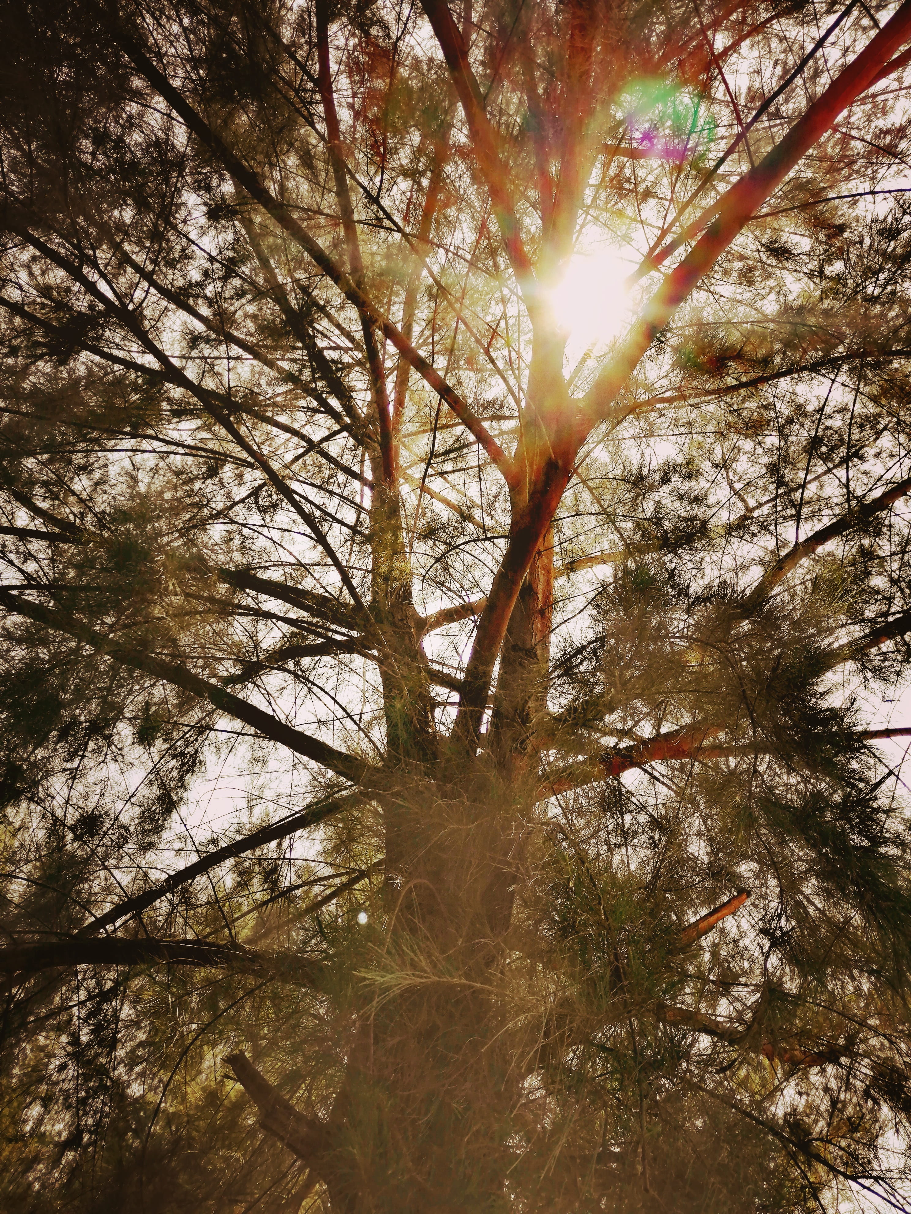 branch, forest, sunlight, jalan pantai, tranquility, beauty in nature, solar flare, sunbeam, plant, low angle view, 4K, land, tranquil scene, growth, streaming, Phone HD Wallpaper