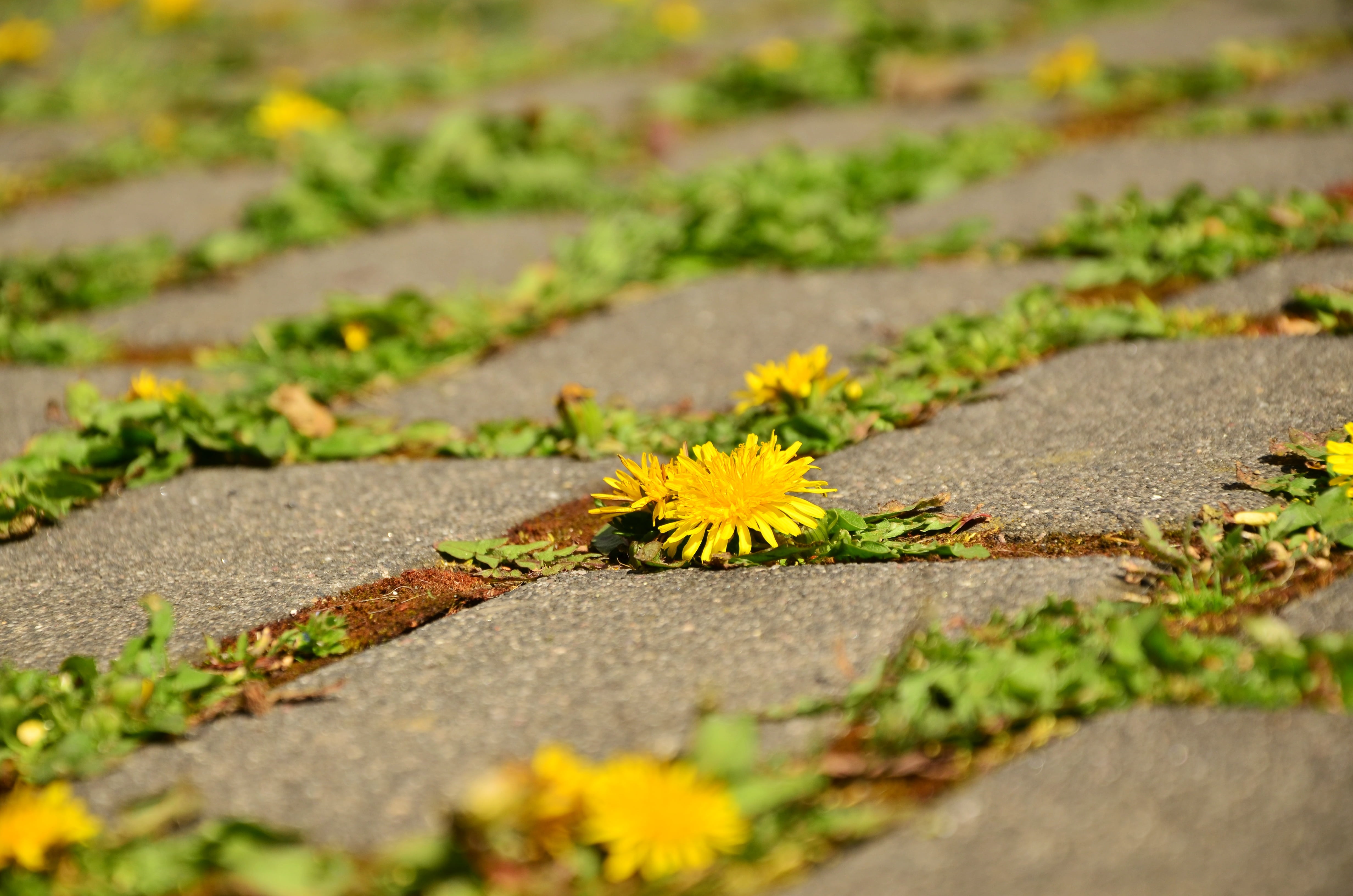 plant part, flowering plant, vulnerability, growth, nature, 4K, green color, plant, no people, away, flower, patch, petaled, crack, flower head, day, selective focus, HD Wallpaper