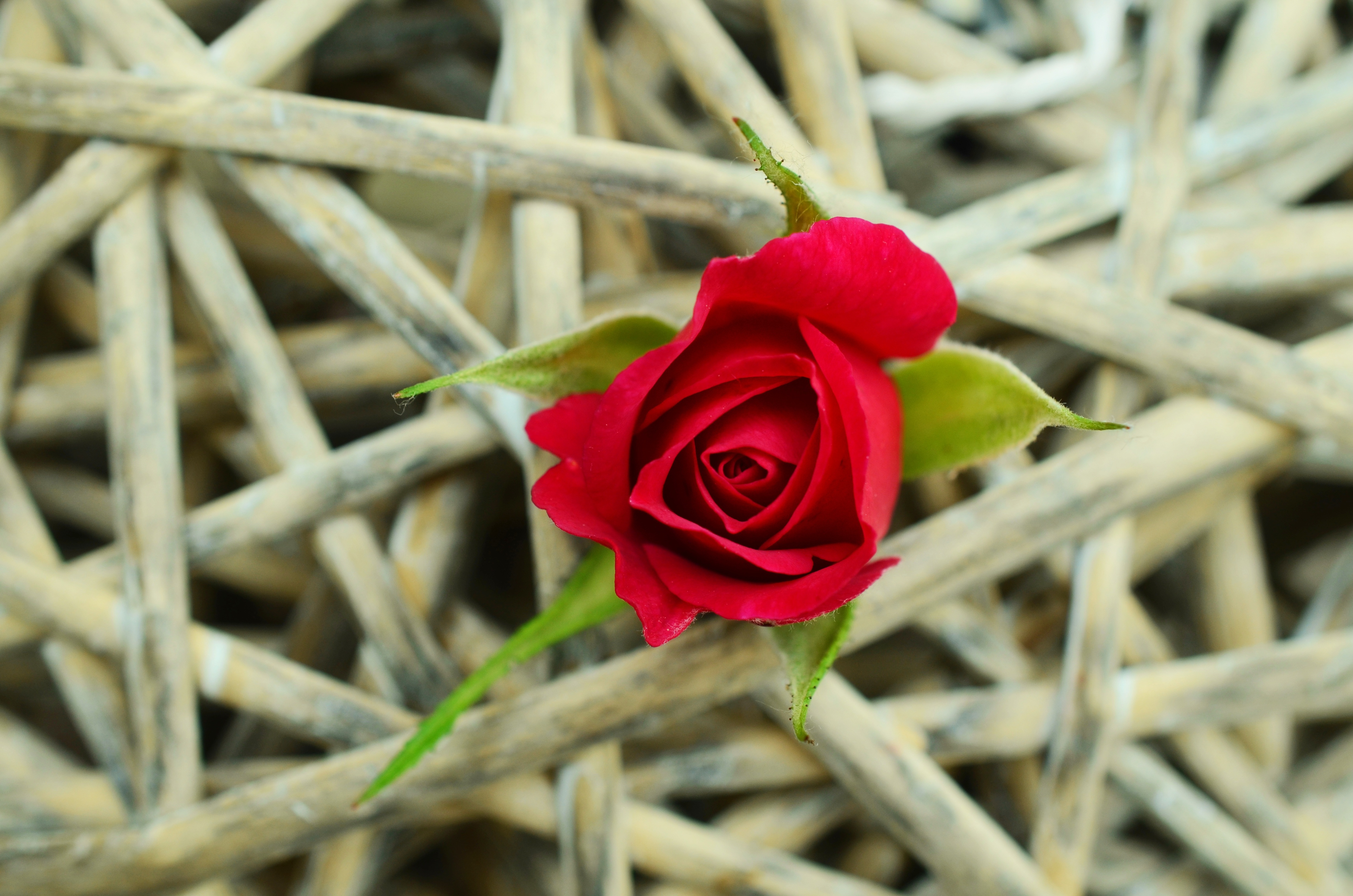 red, garden rose, rose bloom, red rose, flower, single, romance, inflorescence, petal, rose, no people, symbol, assertiveness, photography, flowering plant, HD Wallpaper