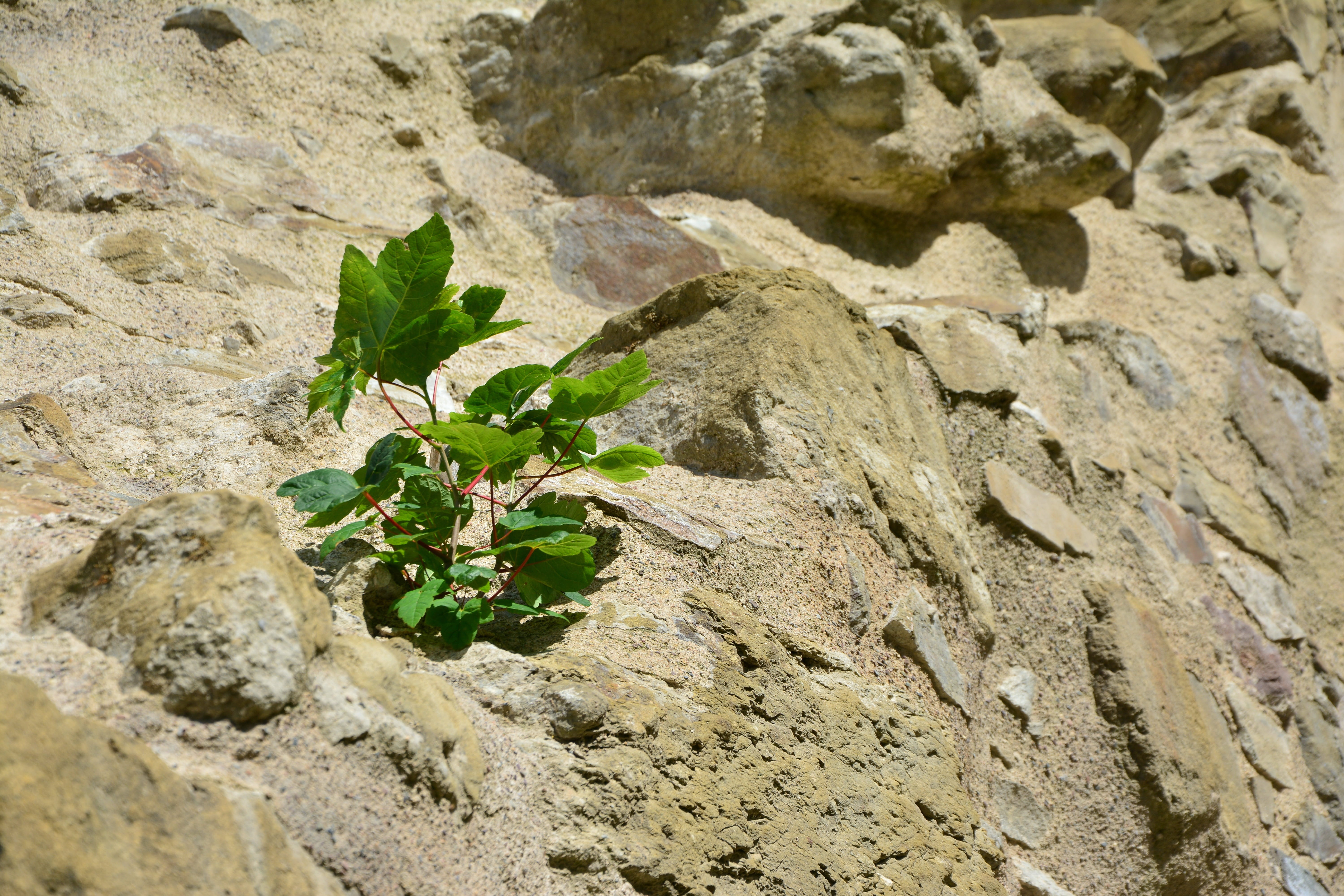 rock - object, nature, no people, Grow, stone wall, 5K, solid, beauty in nature, enforce, small, Rock, assertiveness, fossil, green, Wall, green color, HD Wallpaper