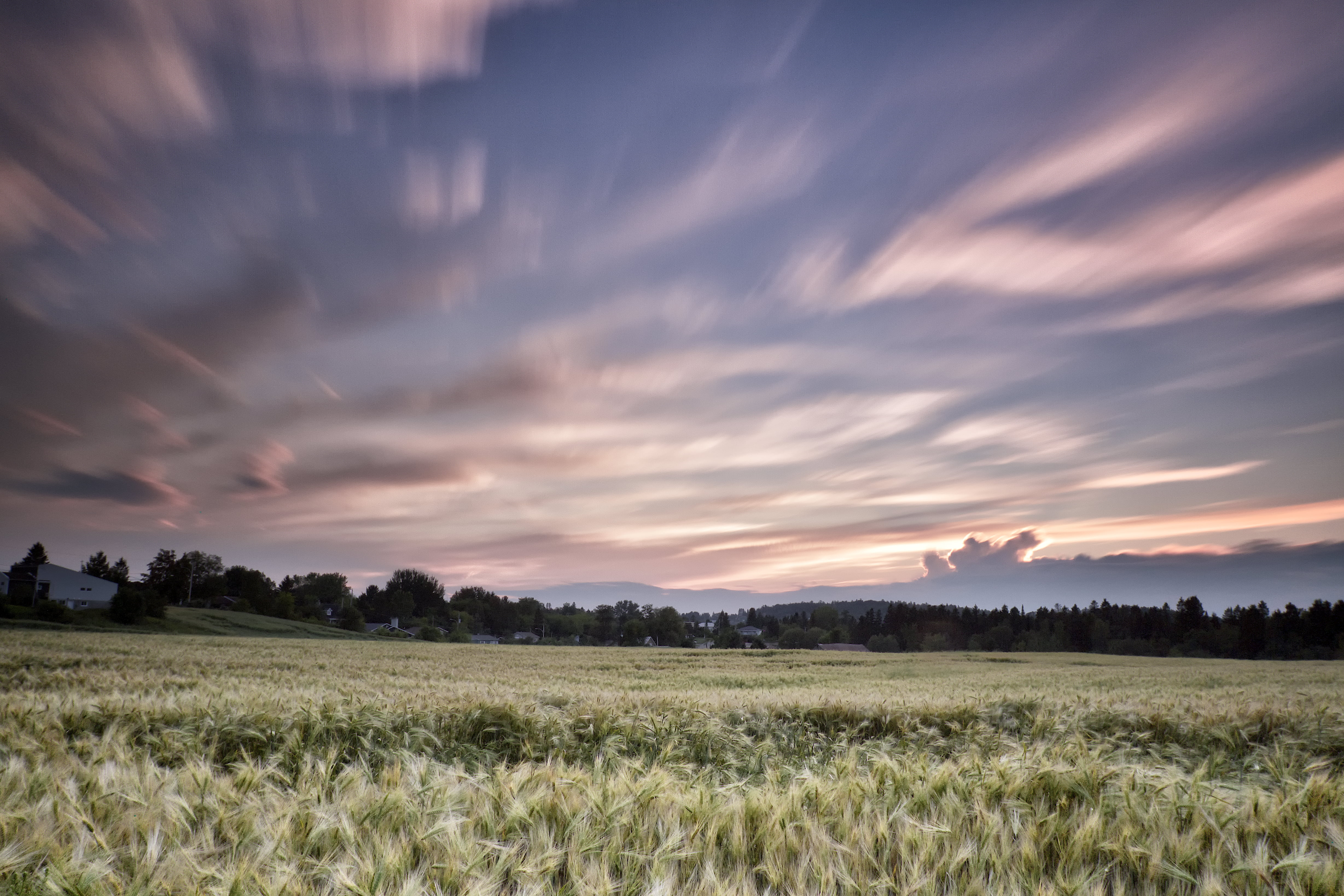 Canada, landscape, long, Champ, le soir, oat, Quebec, green grass, summer, farm, photography, avoine, agriculture, rural Scene, grass, exposition, sunset, HD Wallpaper
