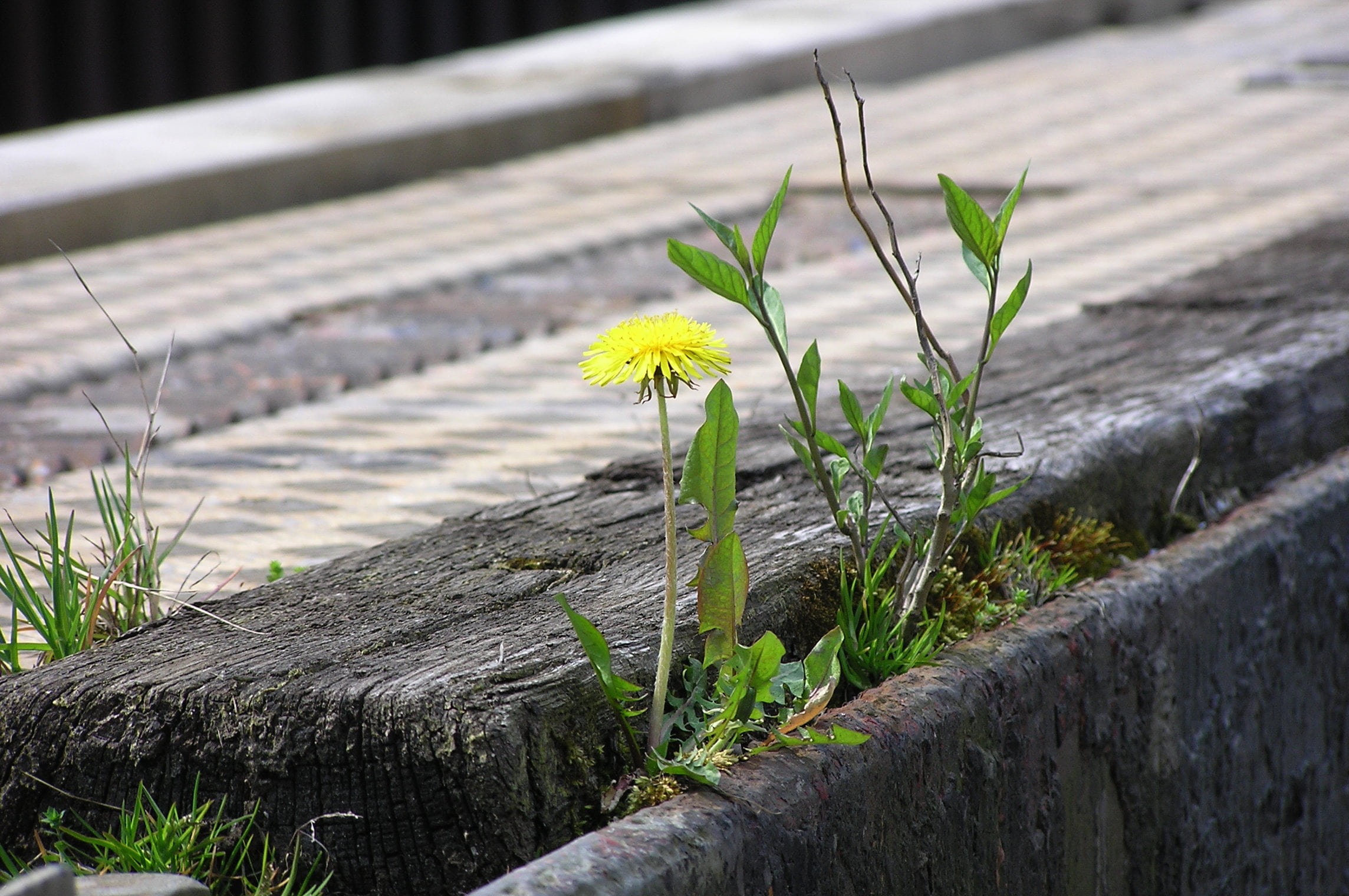 vulnerability, enforce, nature, flower head, flowering plant, assertiveness, no people, dandelion, selective focus, wood - material, green color, plant, HD Wallpaper