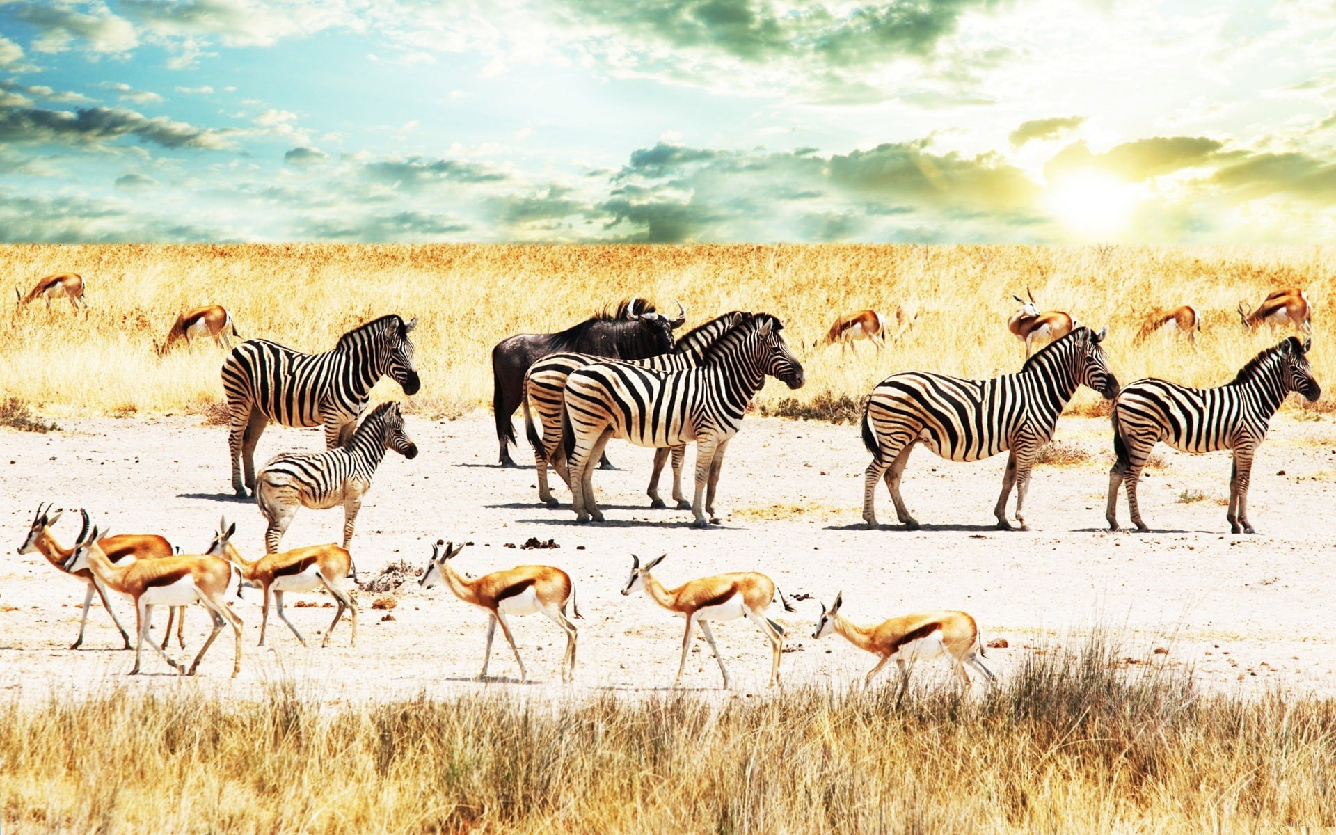 Zebra, antelope, 1080P, Buffalo, Savana, the sky, Africa, HD Wallpaper