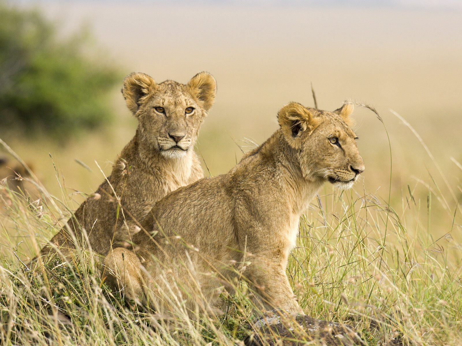 the cubs, lions, Savana, Leo, 720P, HD Wallpaper