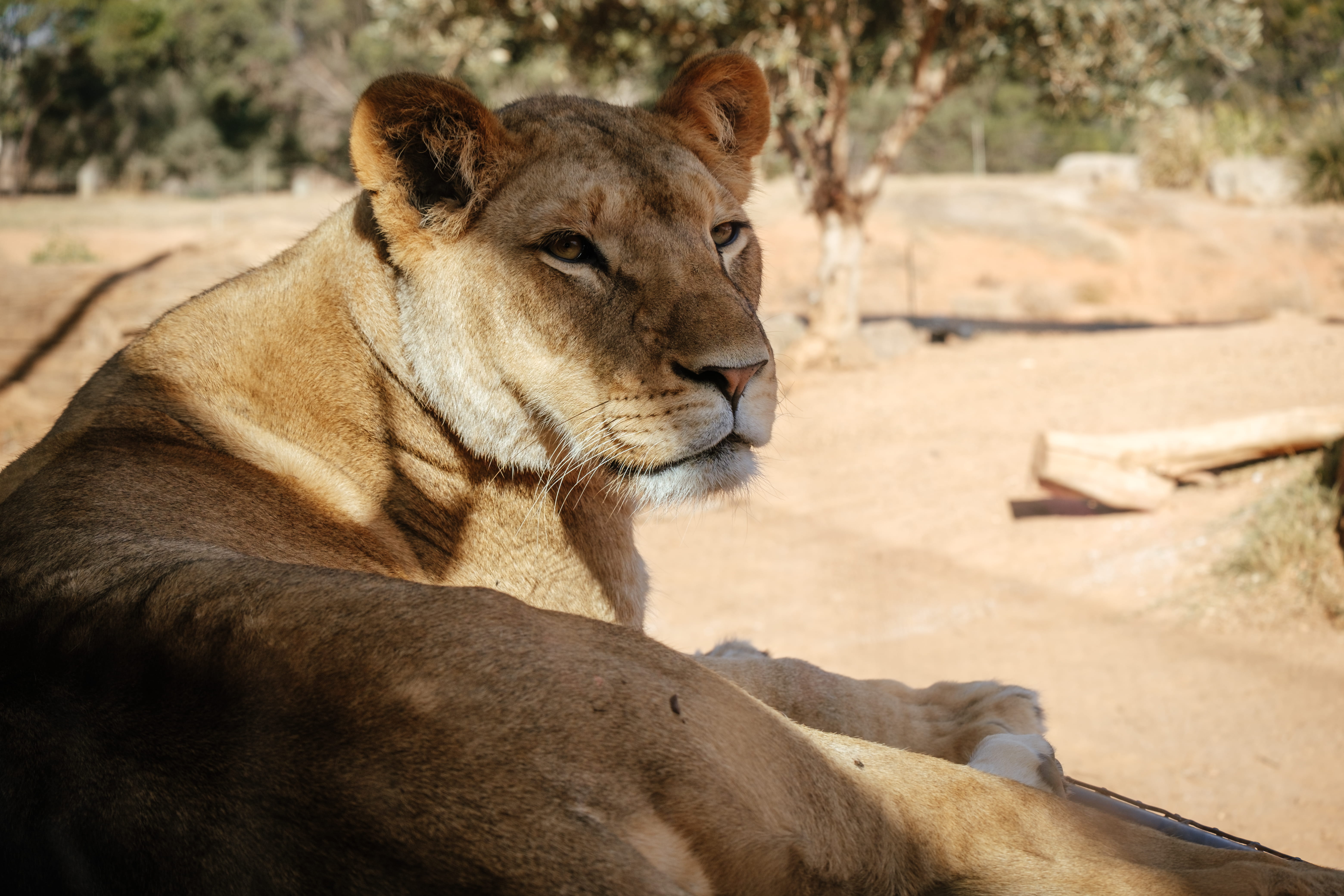 cougar, lion - feline, looking, mammal, animal, zebra, green, surrounded, ground, daytime, outdoors, wildlife, animal themes, safari, trees, animal head, HD Wallpaper