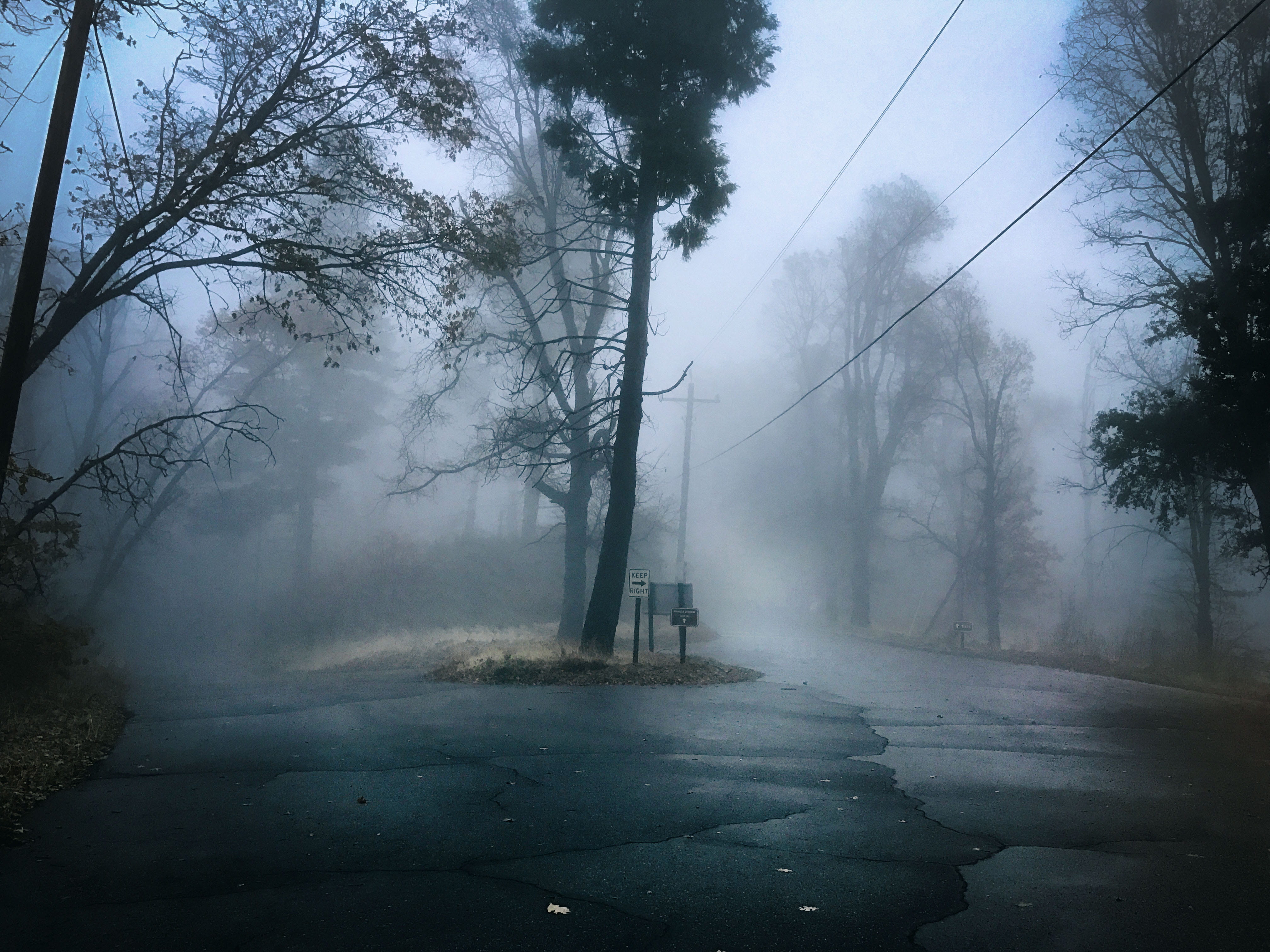 land, nate harrison rd, plant, beauty in nature, sky, road, 4K, road trip, branch, no people, fog, transportation, tranquility, environment, california, HD Wallpaper