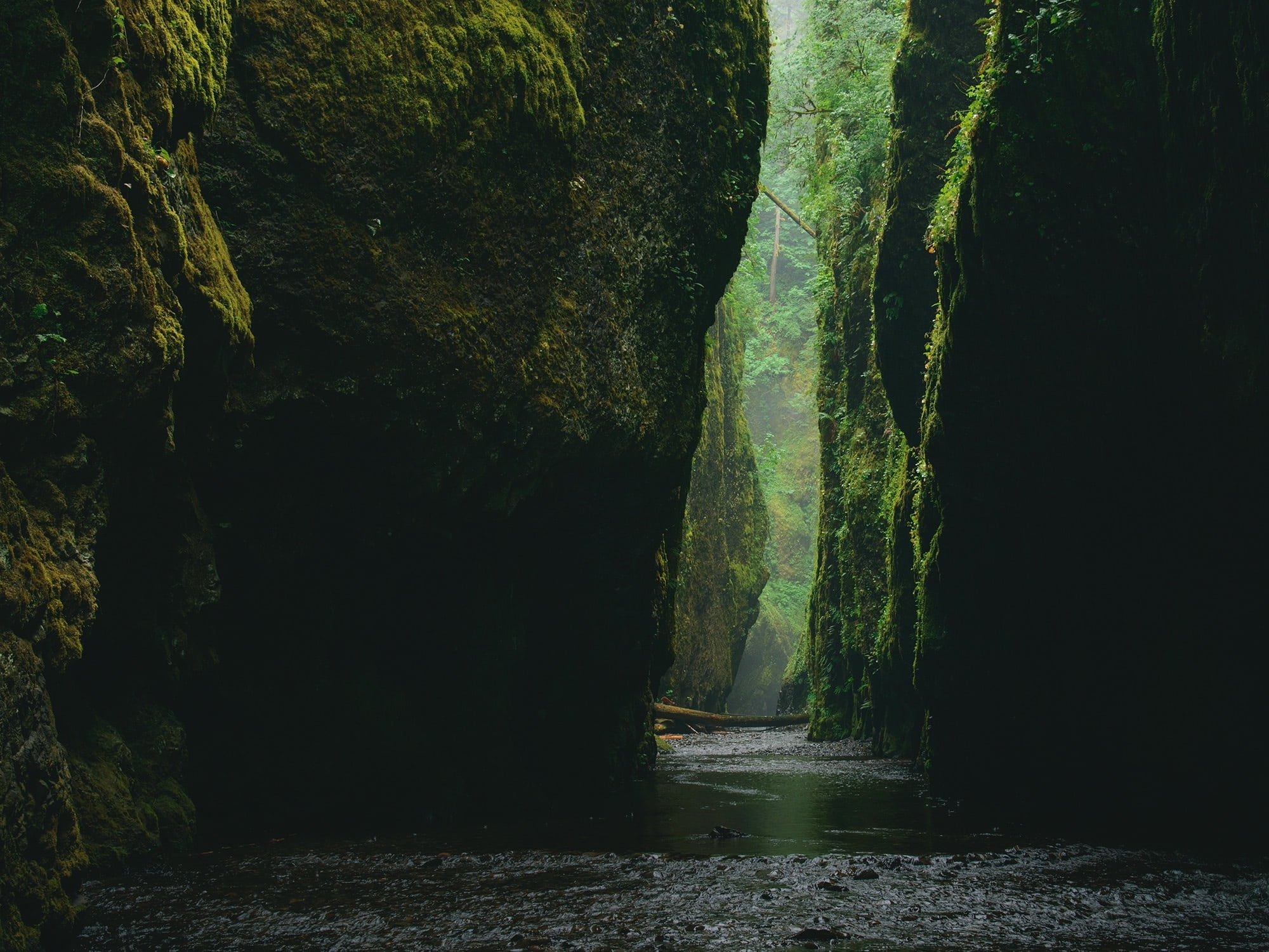 plant, rocks, green, beauty in nature, water, cave, tranquil scene, rock - object, steep, day, rock, outdoors, flowing, journey, nature, flowing water, HD Wallpaper