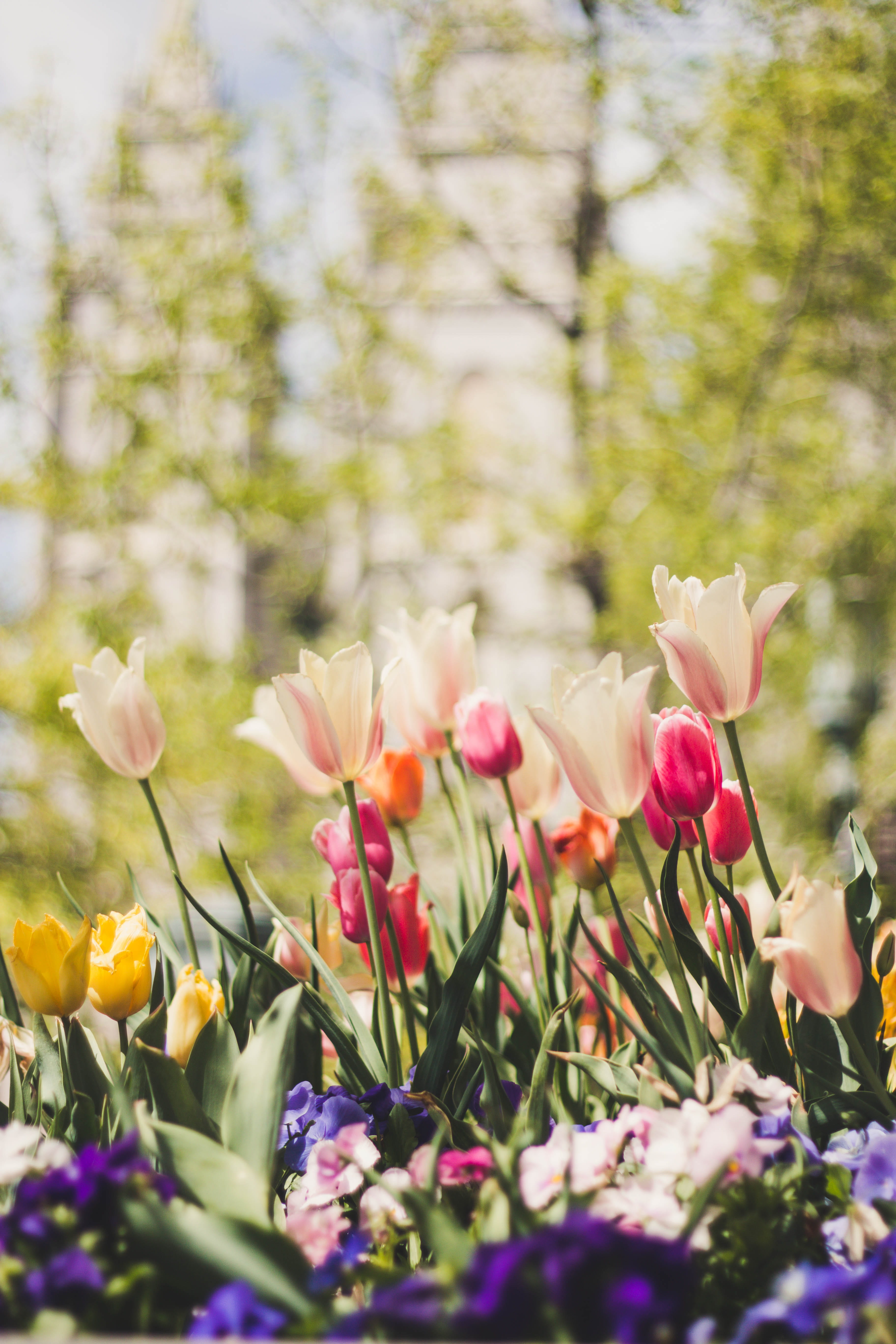 bokeh, yellow, botany, focus, vulnerability, bloom, petal, no people, growth, 5K, freshness, grow, selective focus, tulips, green, white, springtime, tulip, Phone HD Wallpaper