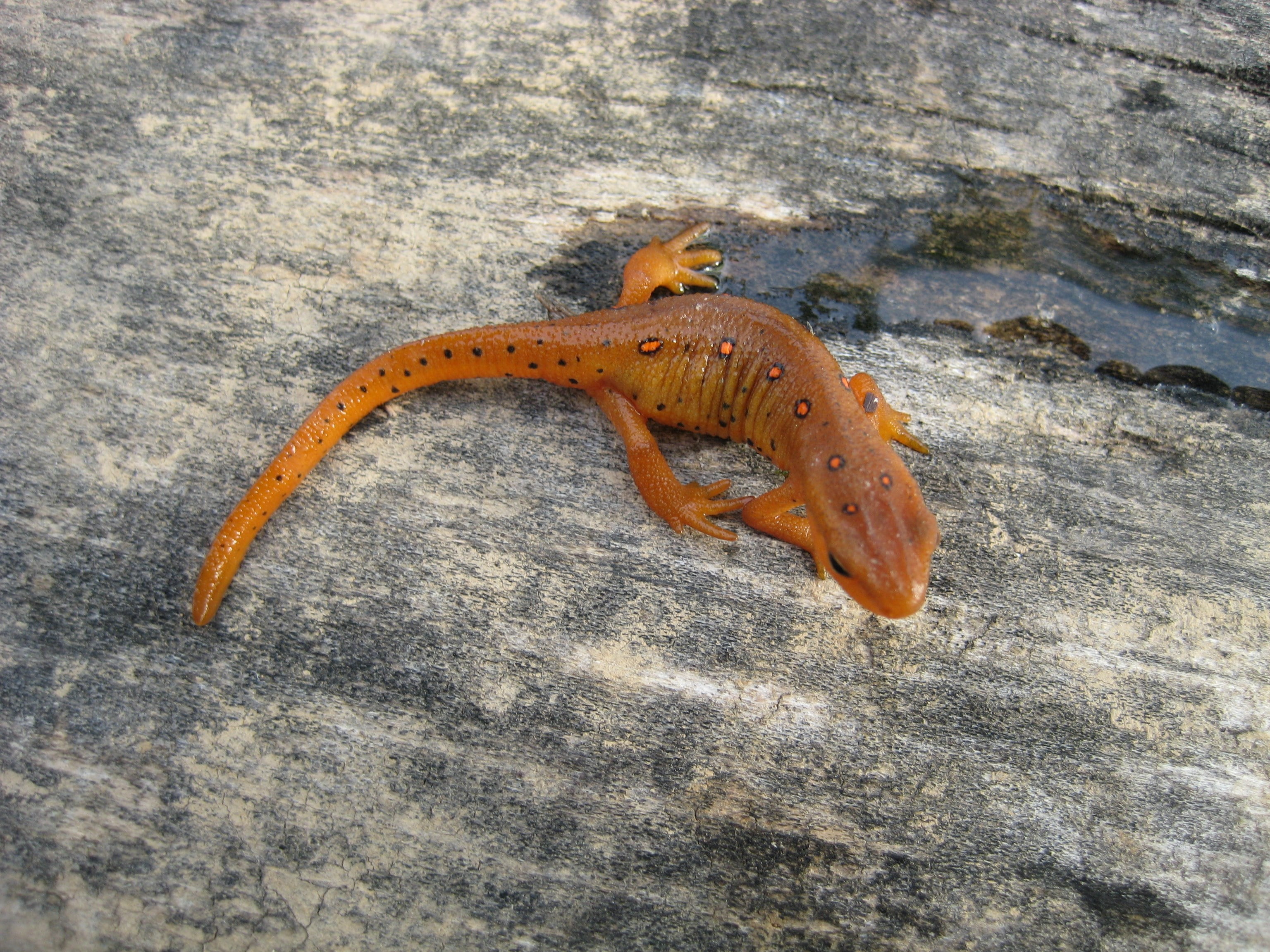 animal themes, high angle view, animals in the wild, directly above, orange color, textured, animal, eastern newt, reptile, outdoors, day, close-up, no people, HD Wallpaper