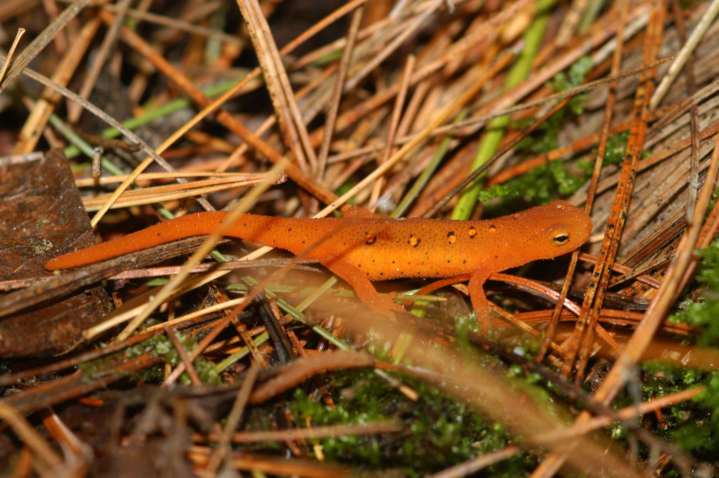 Amphibians, 2K, Eastern Newt, HD Wallpaper