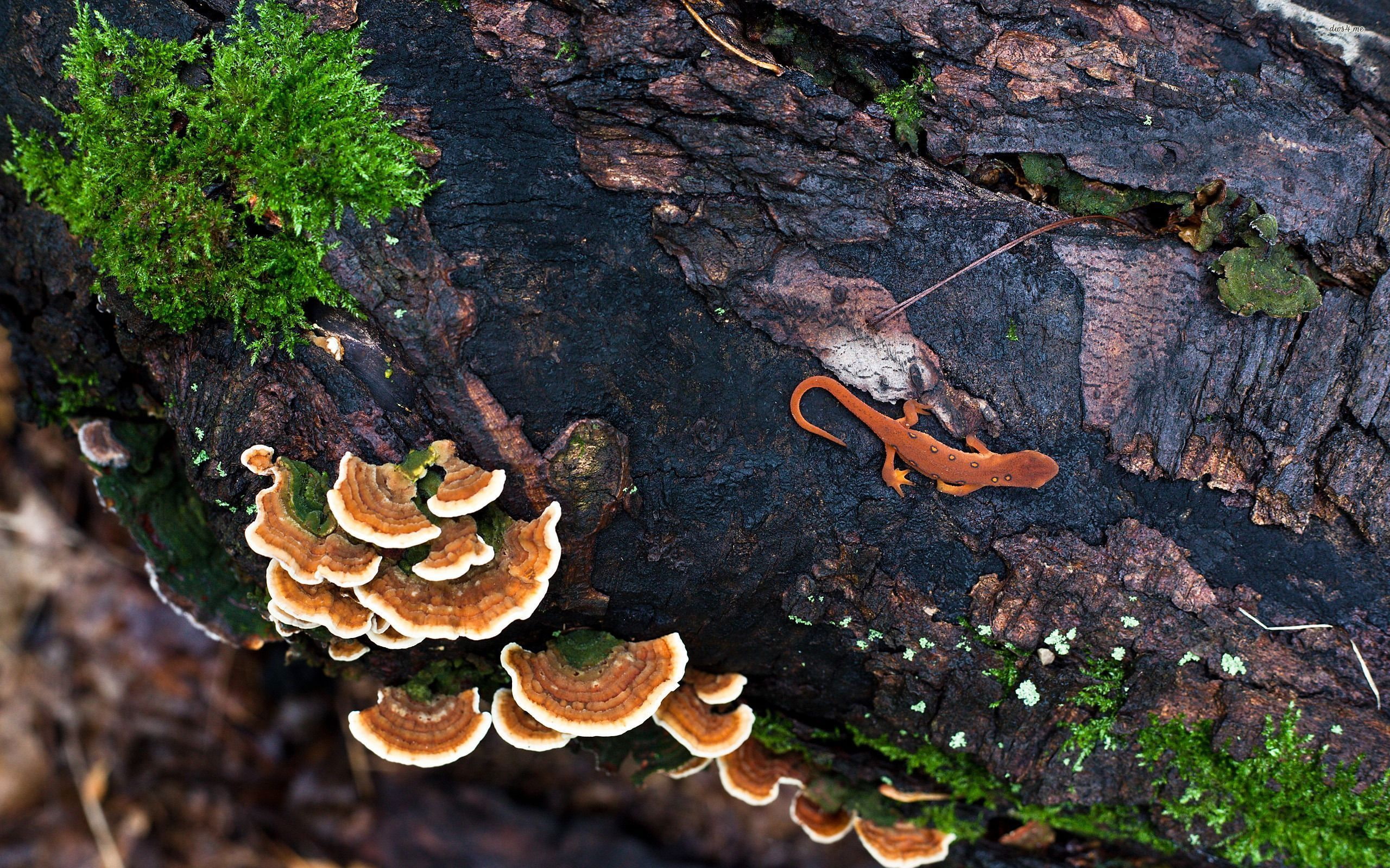 Newt, Lizard, 2K, Amphibians, HD Wallpaper