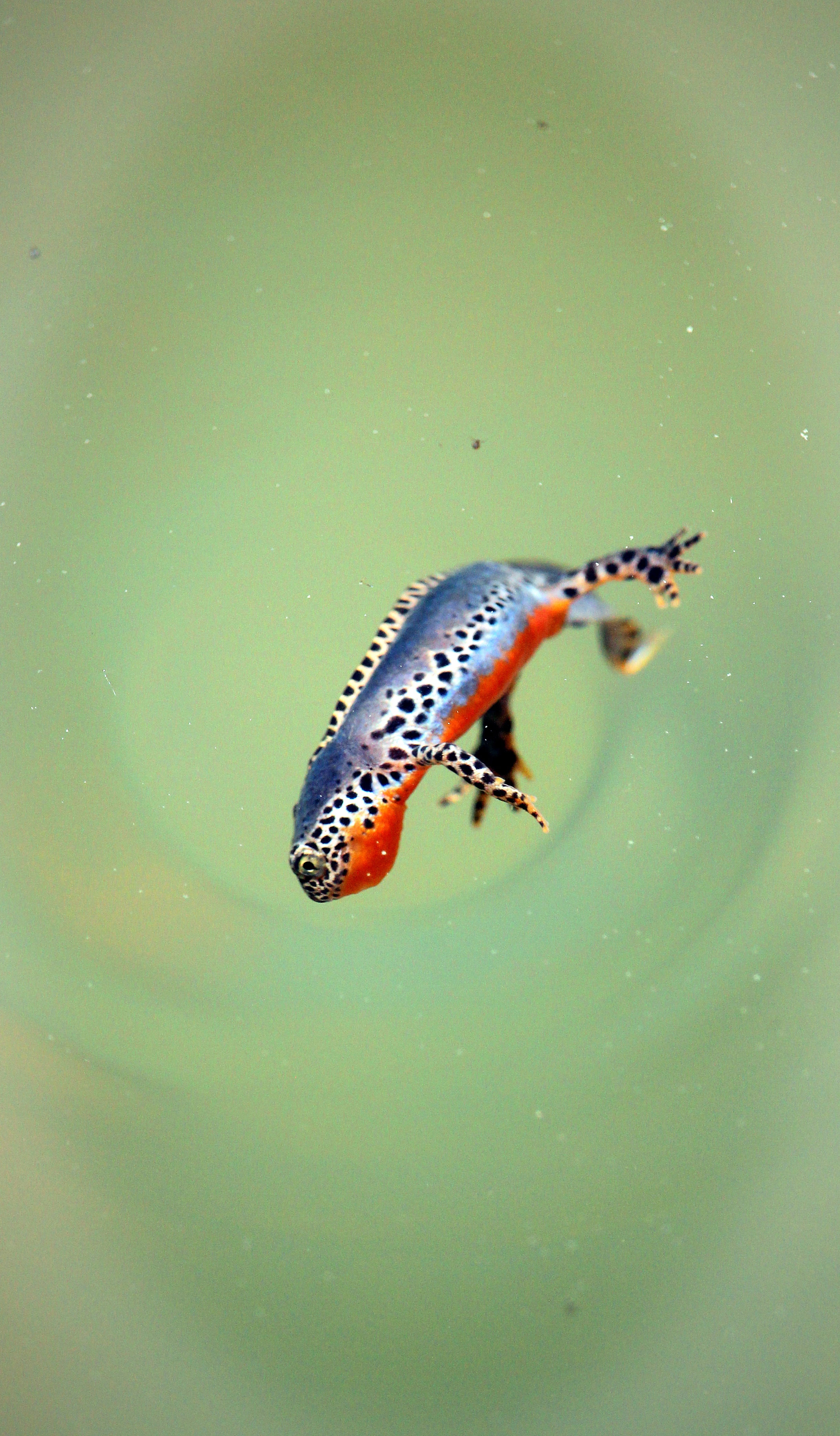 animal, animal themes, alpine newt, marine, newt, amphibian, swimming, close-up, salamander, green color, outdoors, day, poisonous, invertebrate, animal wildlife, Phone HD Wallpaper