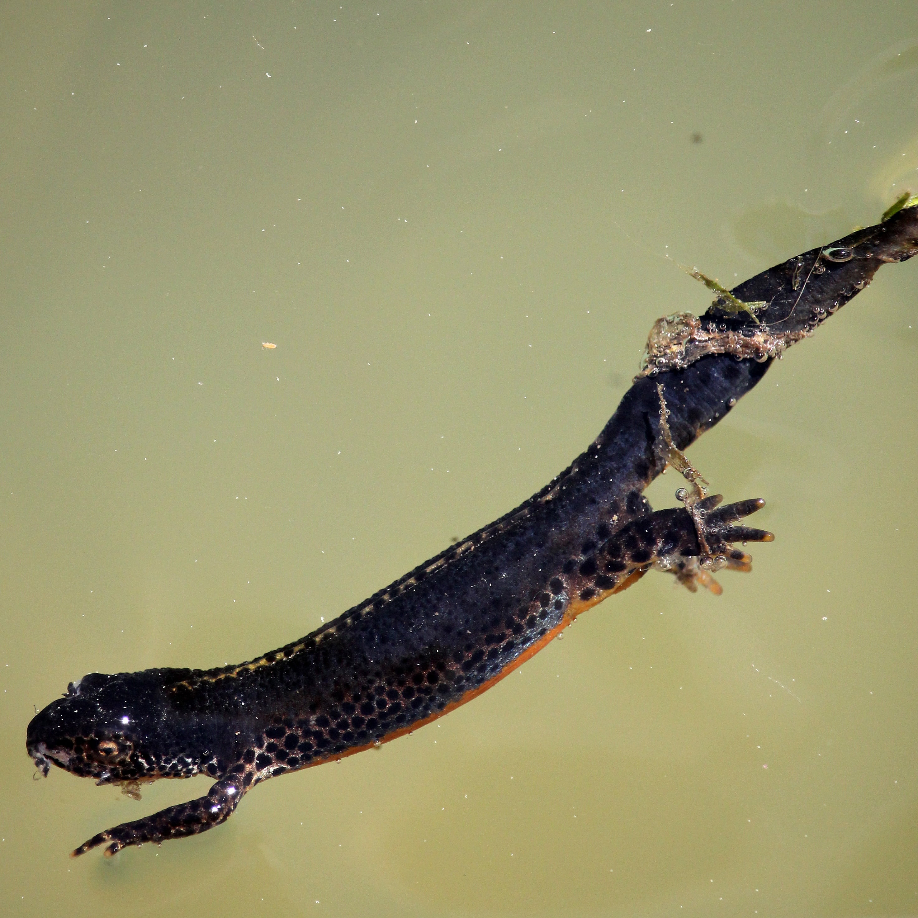 animal, sign, swamp, close-up, animal wildlife, wildlife, aquatic, species, no people, crocodile, vertebrate, waterfront, one animal, water, europe, lake, Phone HD Wallpaper