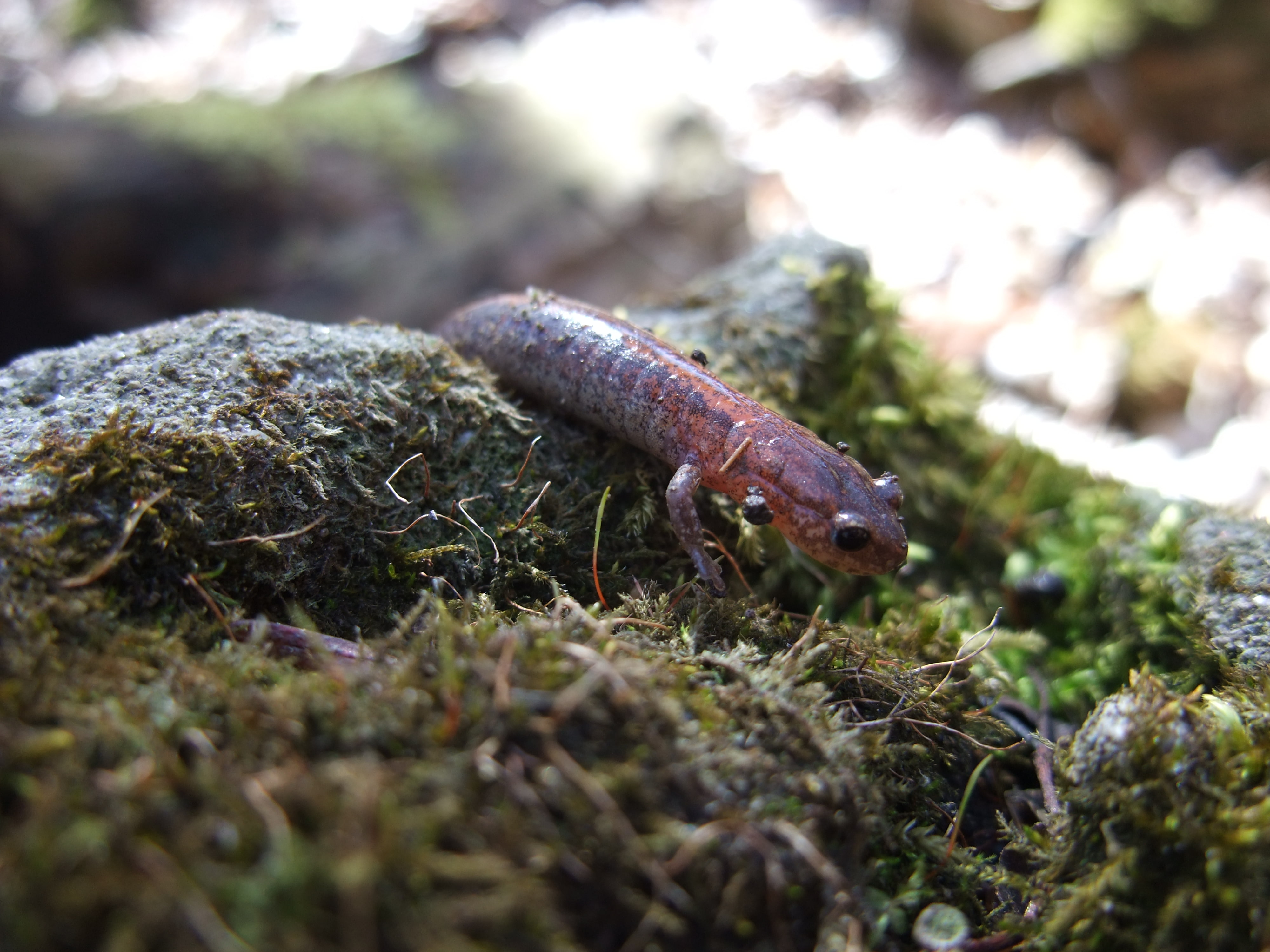 4K, Newt, Amphibians, HD Wallpaper