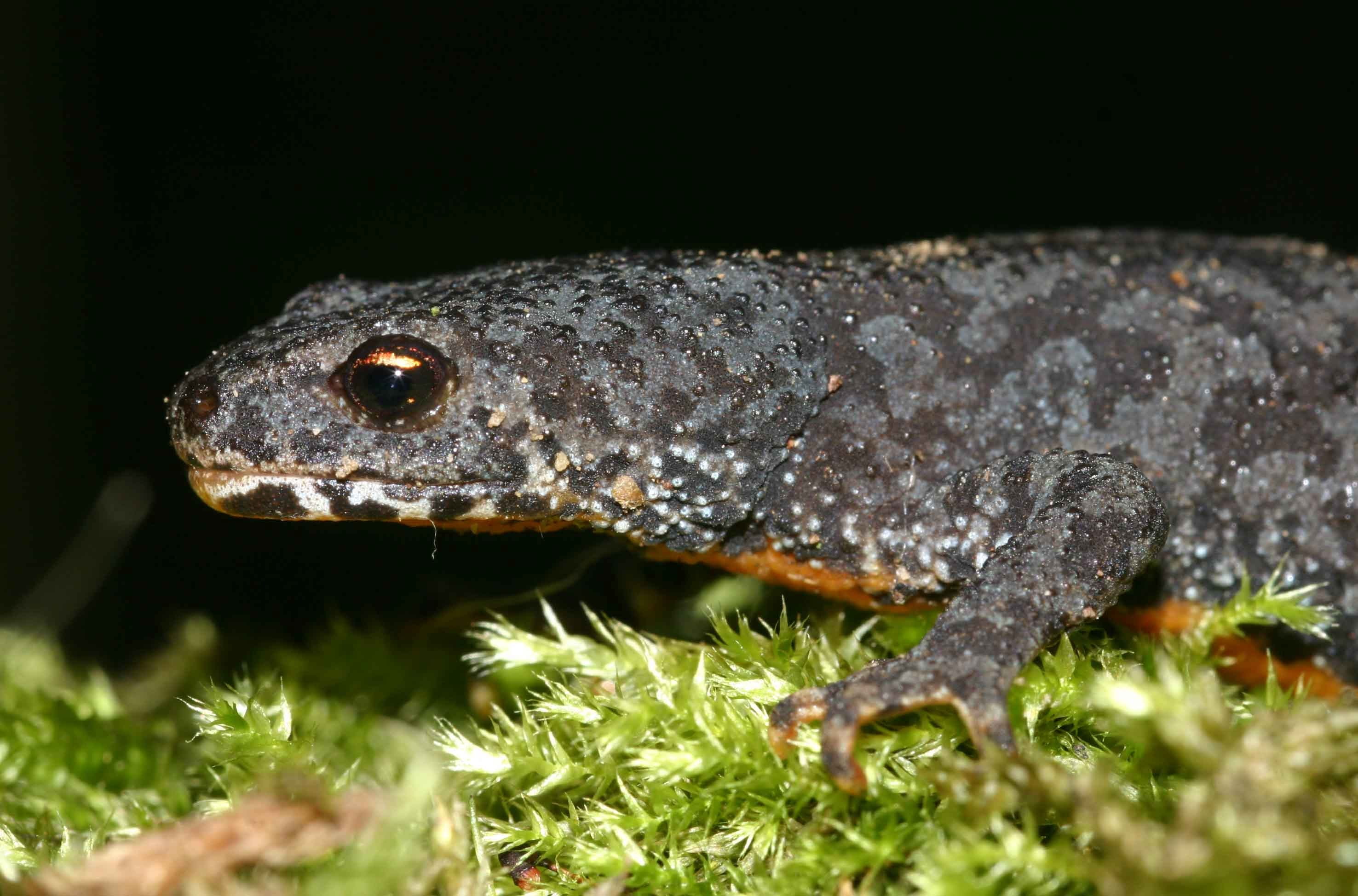 land, animal eye, animal themes, animal scale, newt, reptile, 2K, outdoors, animal body part, nature, animal, side view, rainforest, lizard, day, one animal, HD Wallpaper