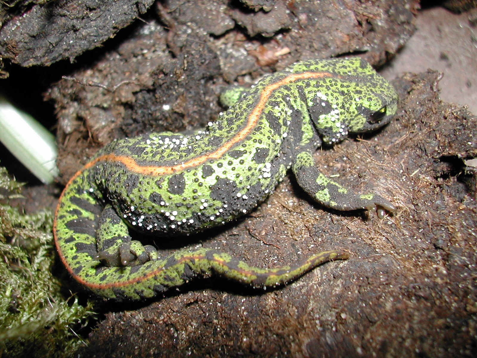 close-up, rainforest, solid, animal themes, animal, nature, poisonous, plant, no people, animal wildlife, newt, rock - object, high angle view, land, rock, HD Wallpaper