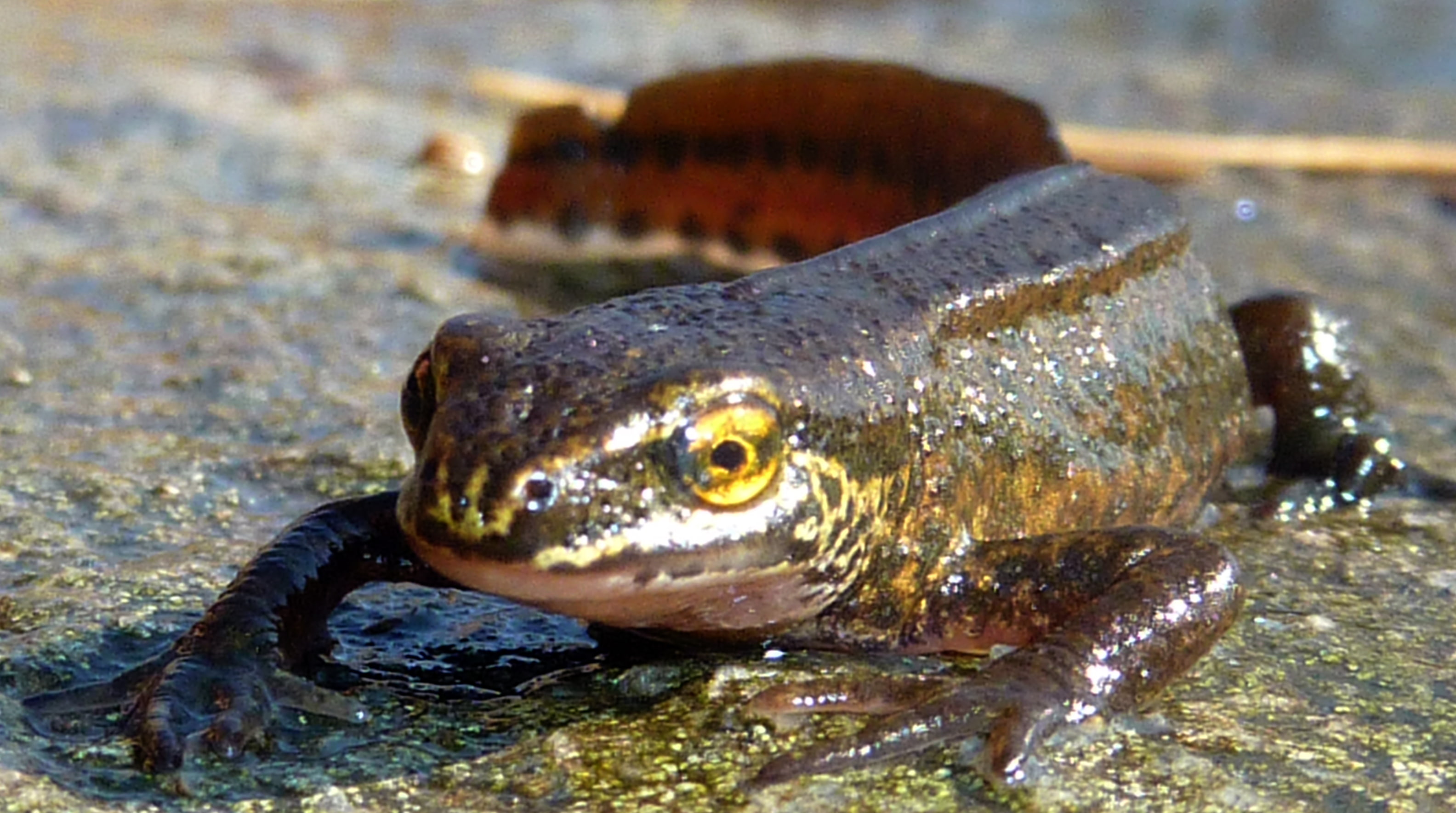 Newt, 2K, Amphibians, HD Wallpaper