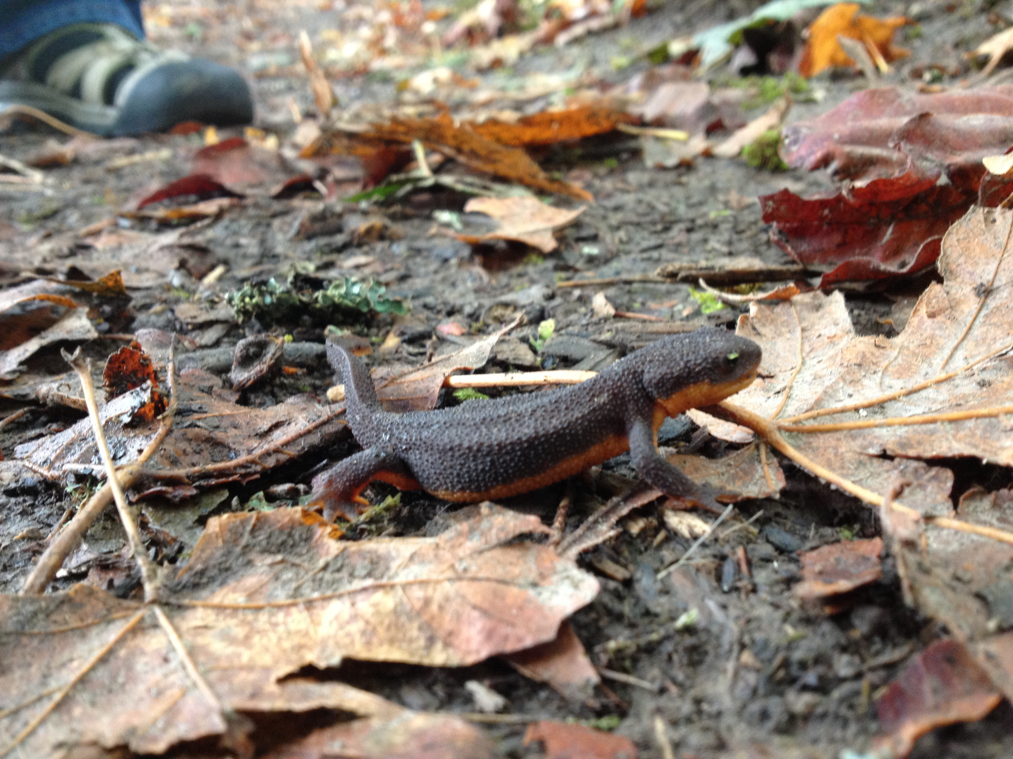 Newt, Amphibians, 2K, HD Wallpaper