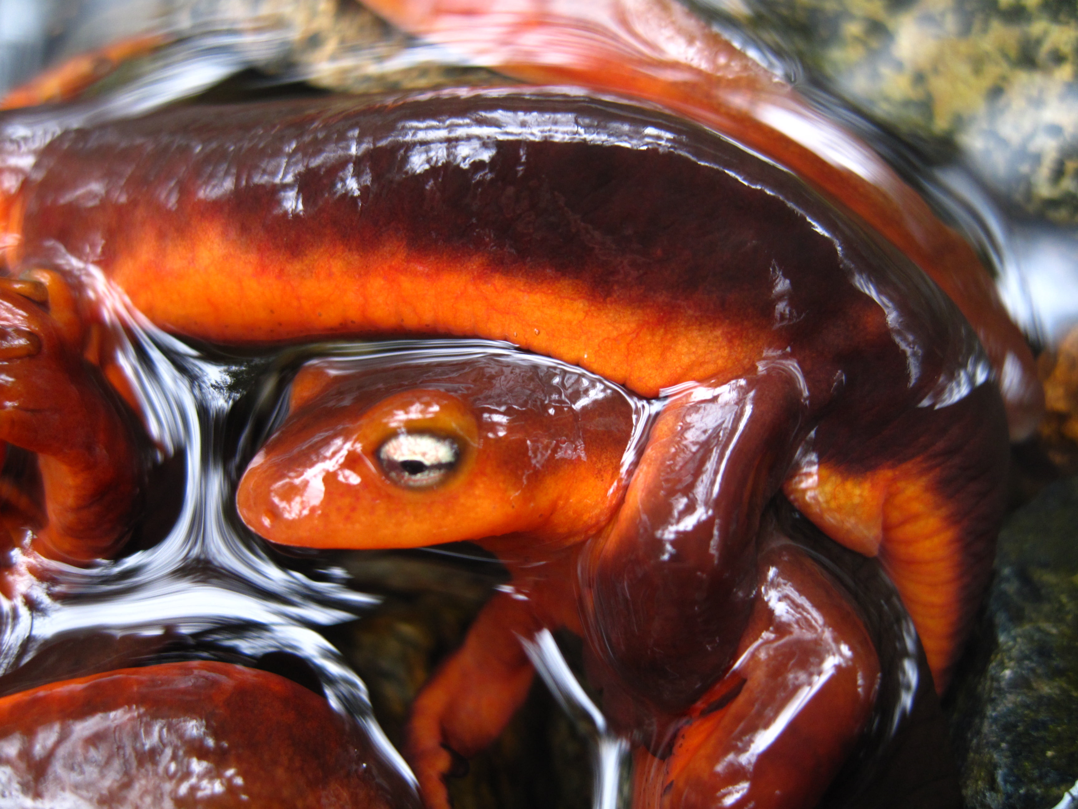 Amphibians, Newt, 2K, HD Wallpaper