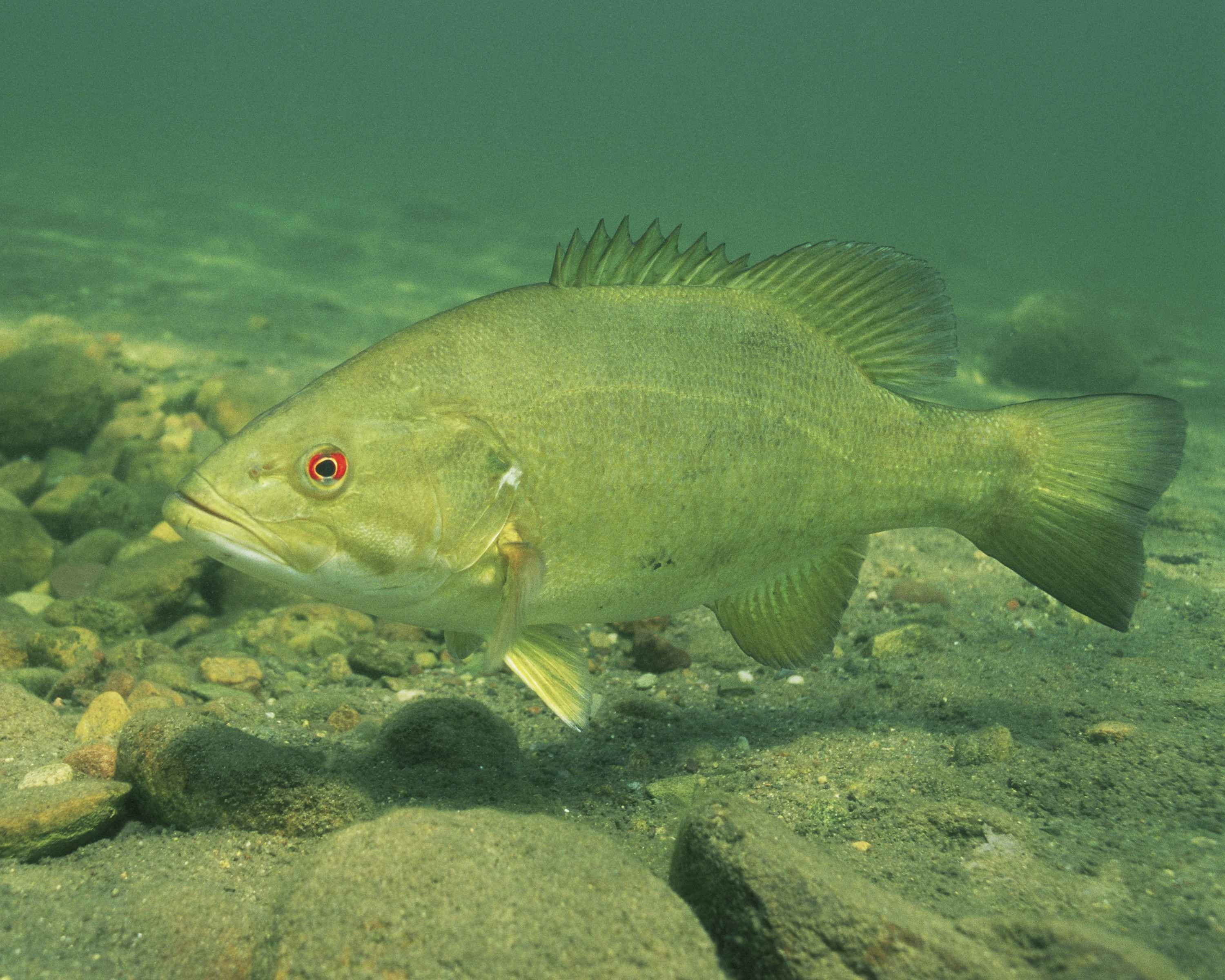 undersea, animals, high, bass, smallmouth, fish, animal themes, fishes, full length, one animal, vertebrate, 2K, no people, animal, gray, water, marine, HD Wallpaper