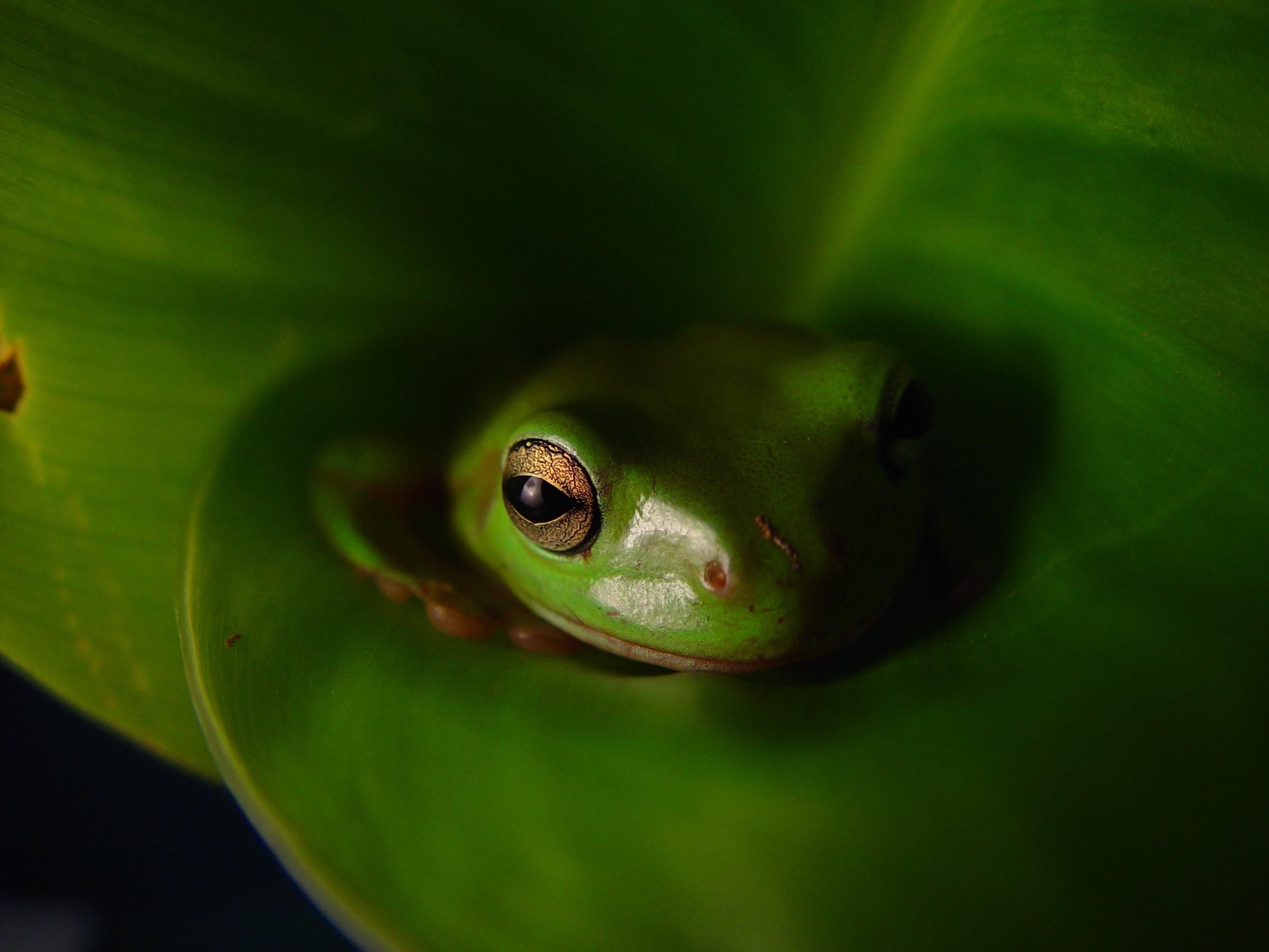 animal, animal head, black background, nature, plant part, fauna, reptile, animal wildlife, frog, one animal, leaf, 2K, vertebrate, animals in the wild, HD Wallpaper