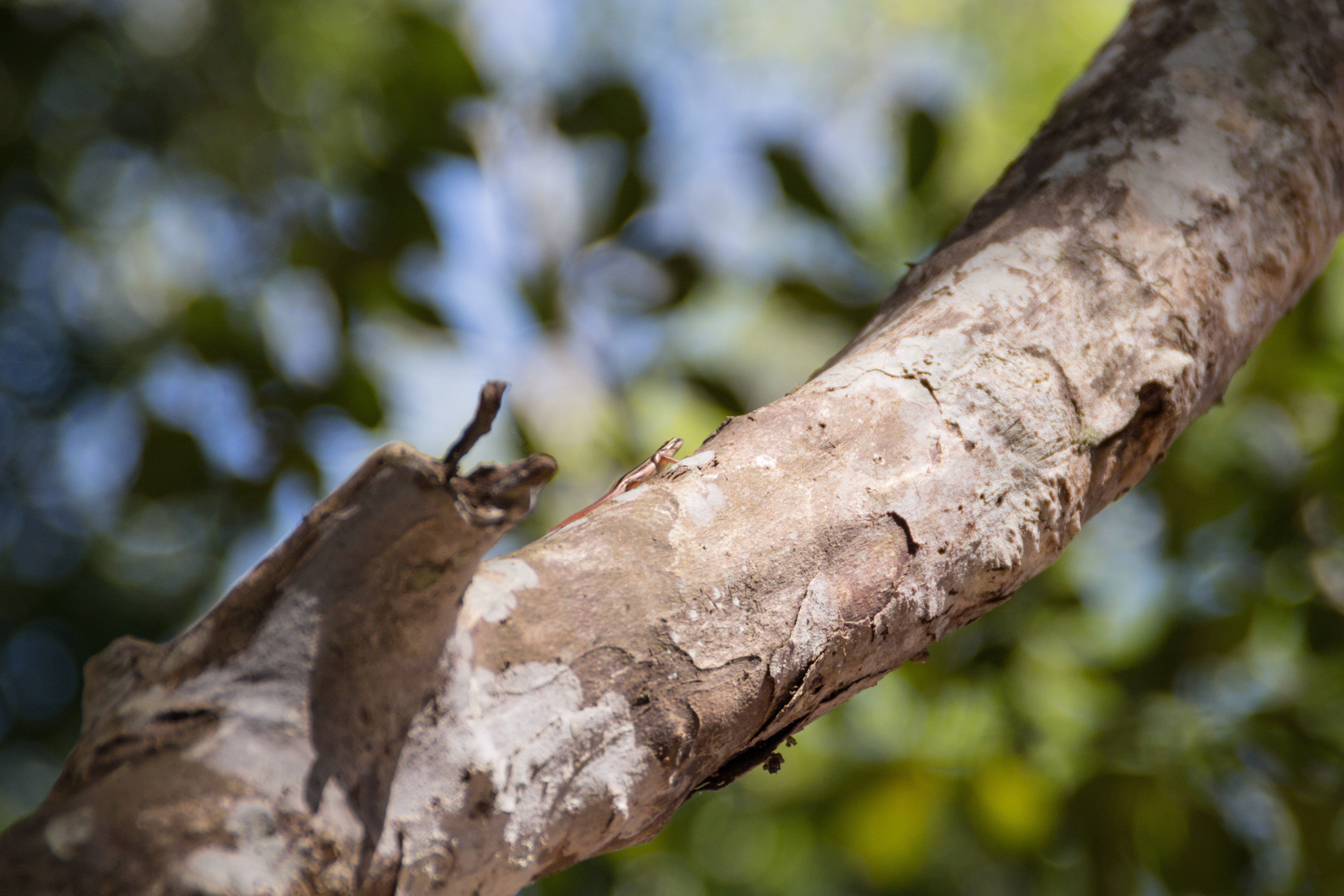 tree, wood - material, animal themes, animal wildlife, tree trunk, outdoors, lizards, blurred, vertebrate, 5K, branch, close-up, no people, focus on foreground, HD Wallpaper