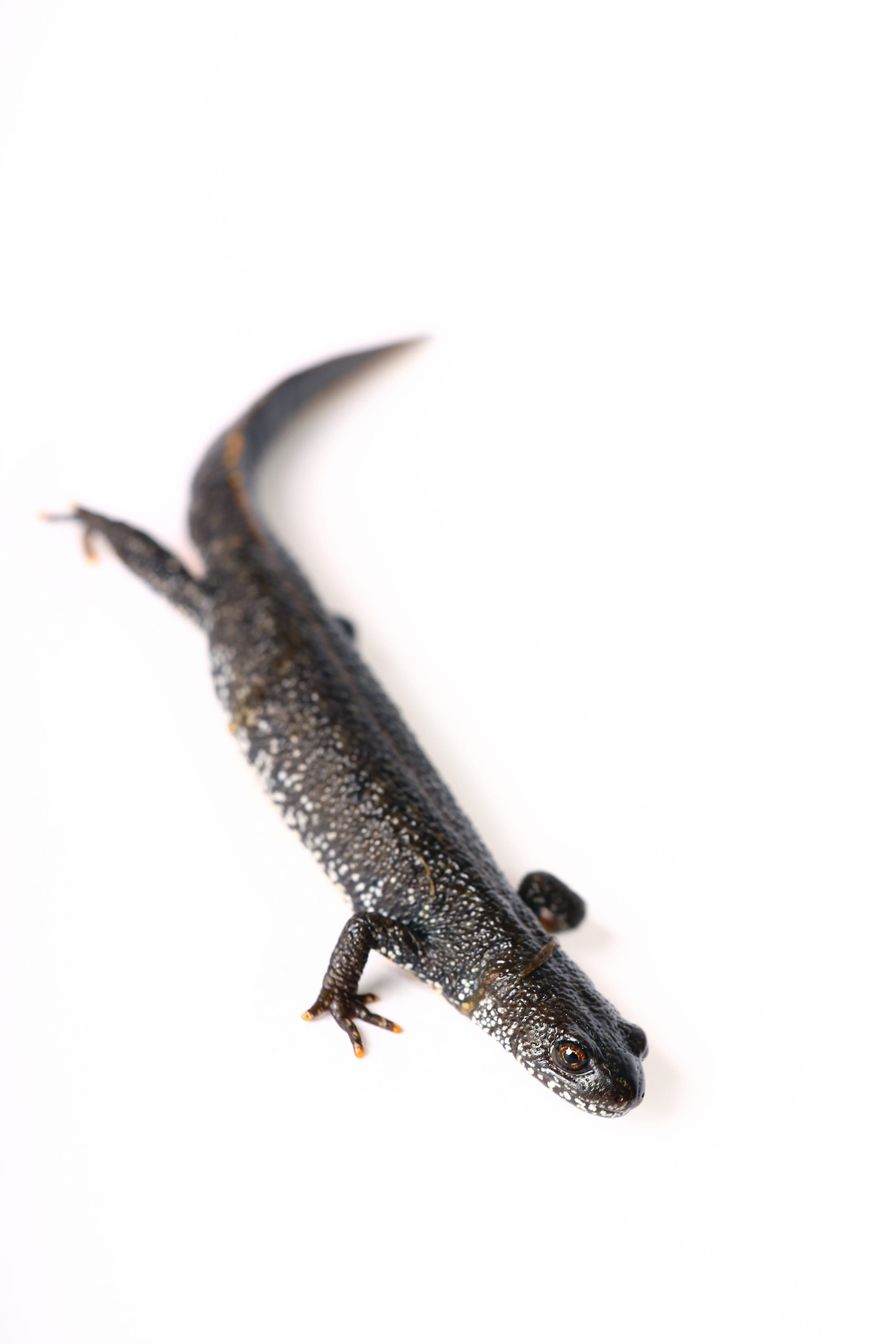 remote, cute, white, reptile, cold, white background, salamander, macro, animals in the wild, foot, walking, cut out, black color, crawl, moving, iguana, Phone HD Wallpaper
