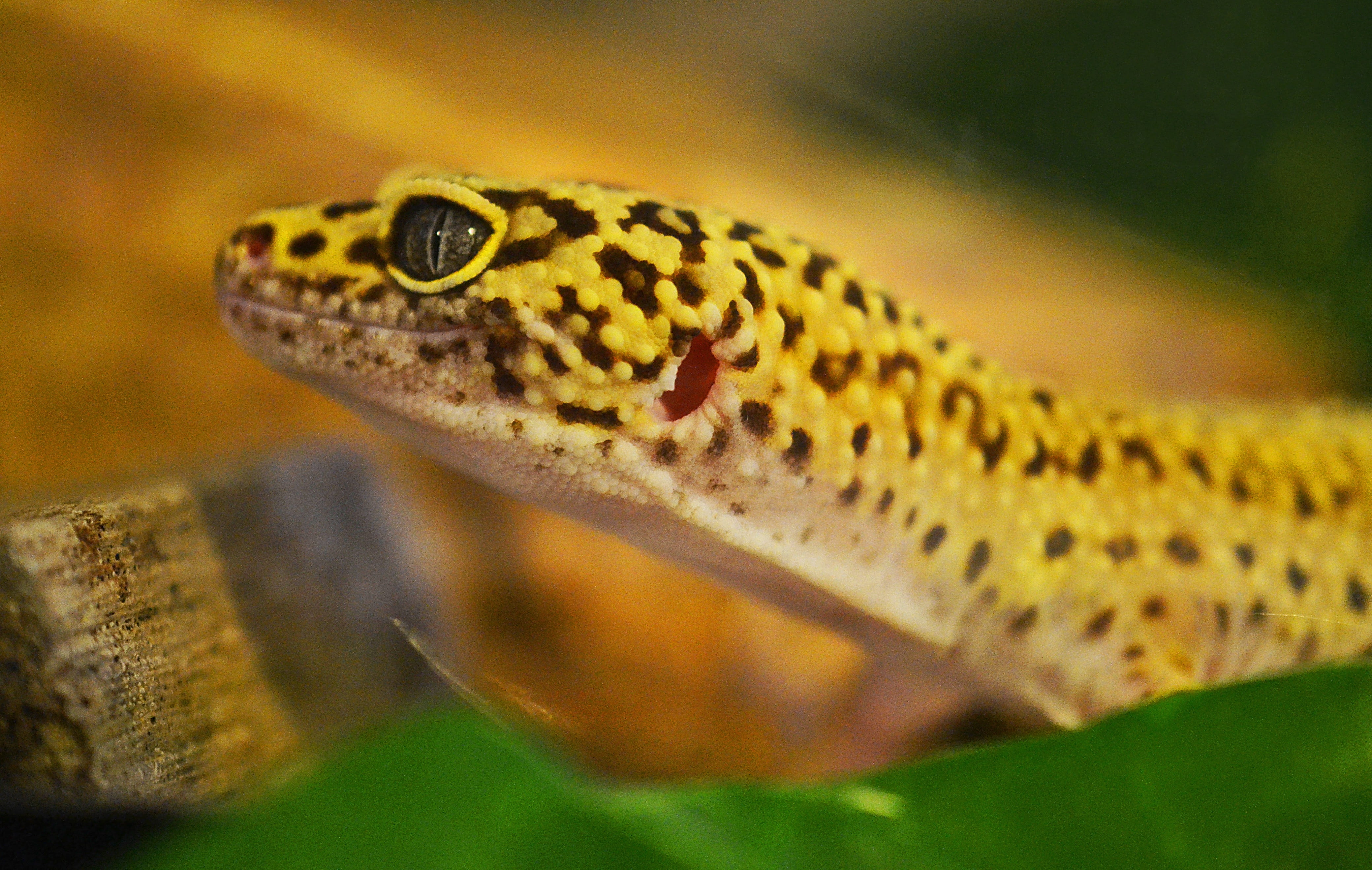 green color, animal wildlife, vertebrate, looking, animal body part, 4K, creature, animal, spotted, black, species, outdoors, wild, poisonous, eye, Reptile, HD Wallpaper