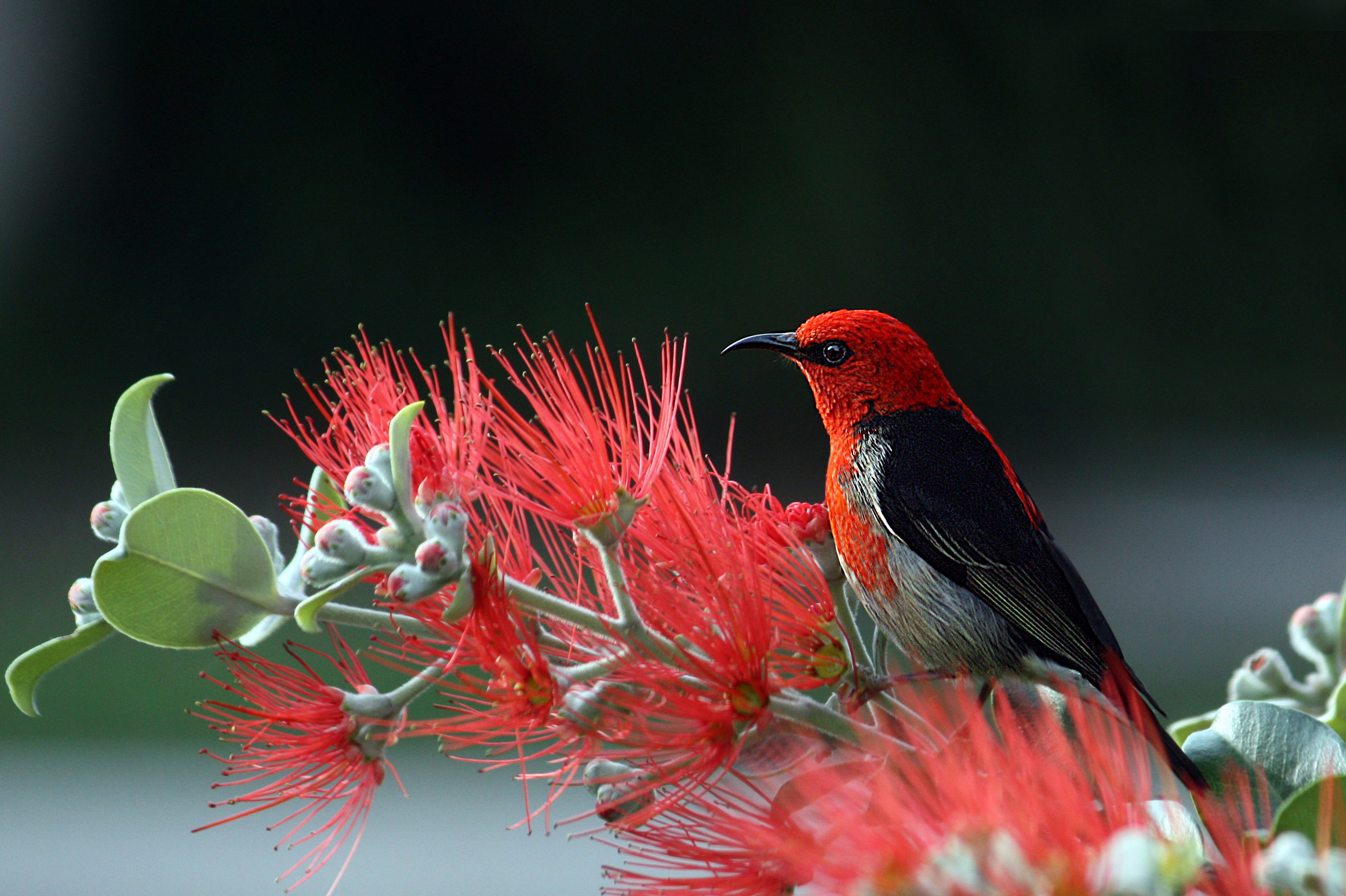 bird, flowers, scarlet honeyeater, feathers, beauty in nature, 5K, vertebrate, two animals, animal wildlife, black, animals in the wild, parrot, animal, HD Wallpaper