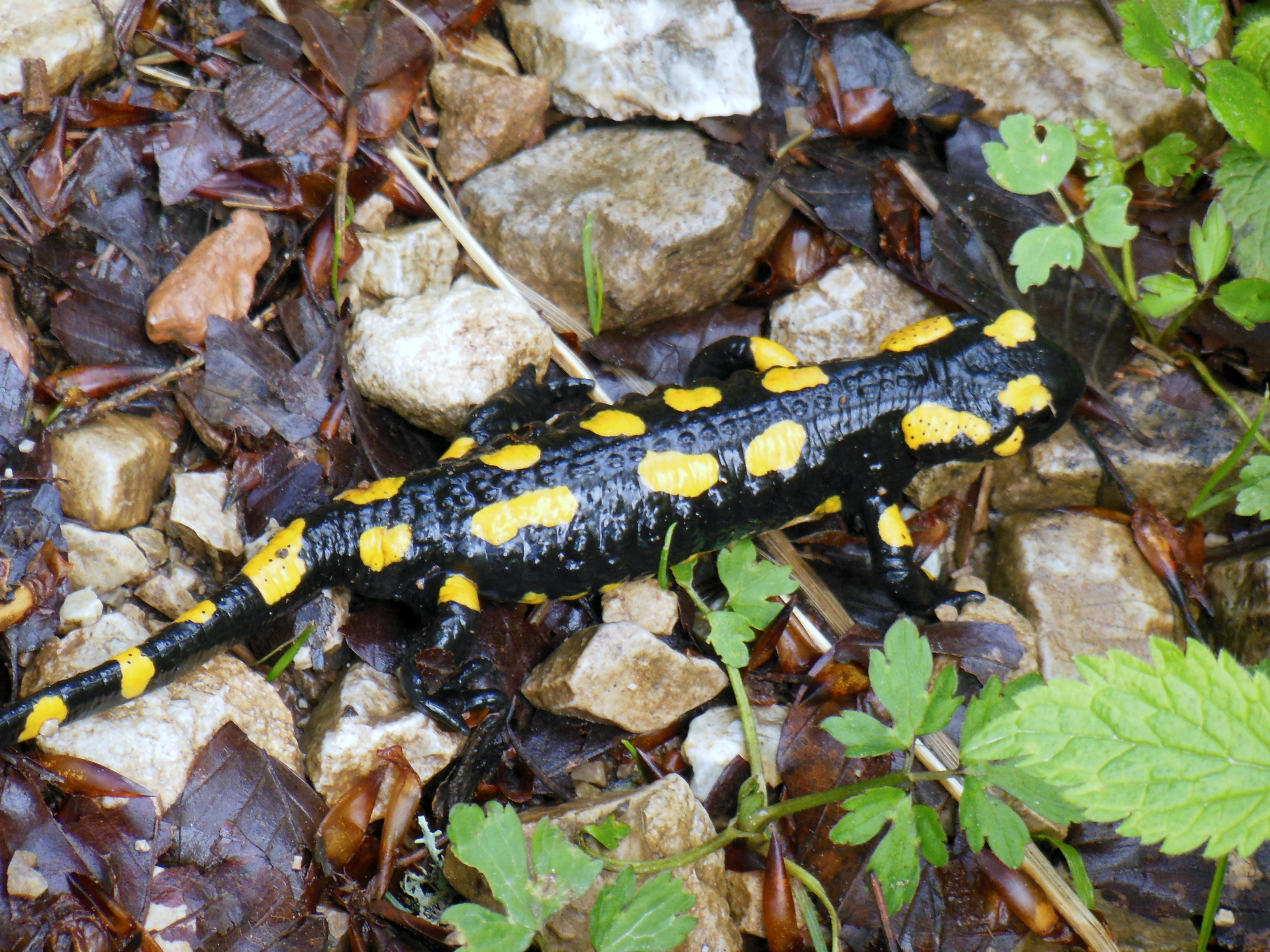 bavaria, reptile, camouflage, spotted, upper bavaria, animals in the wild, hochfelln, stones, invertebrate, vertebrate, land, mountains, no people, lizard, HD Wallpaper