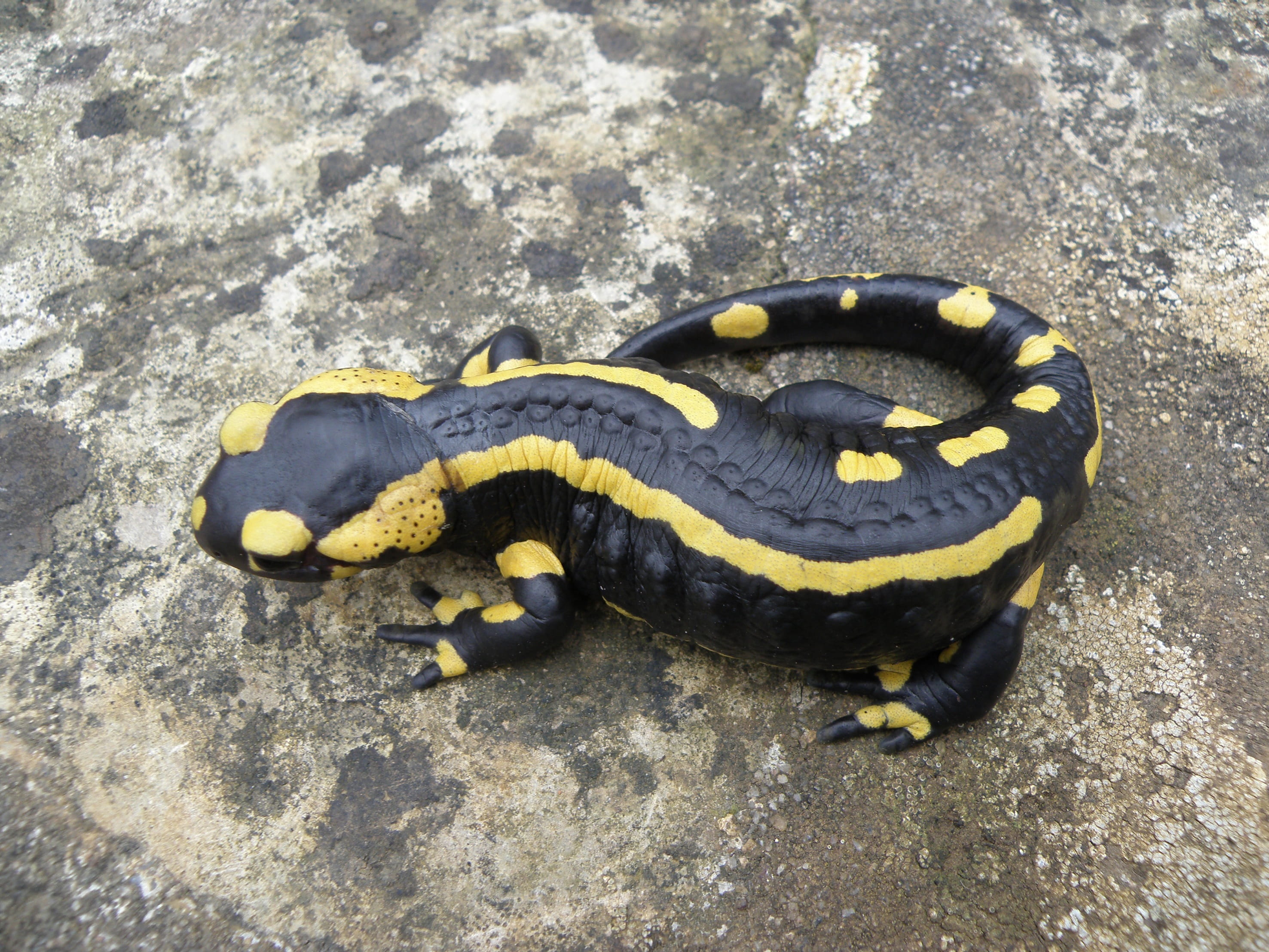 invertebrate, animal wildlife, day, Salamander, vertebrate, no people, animals in the wild, yellow, close-up, animal themes, one animal, outdoors, zoology, HD Wallpaper