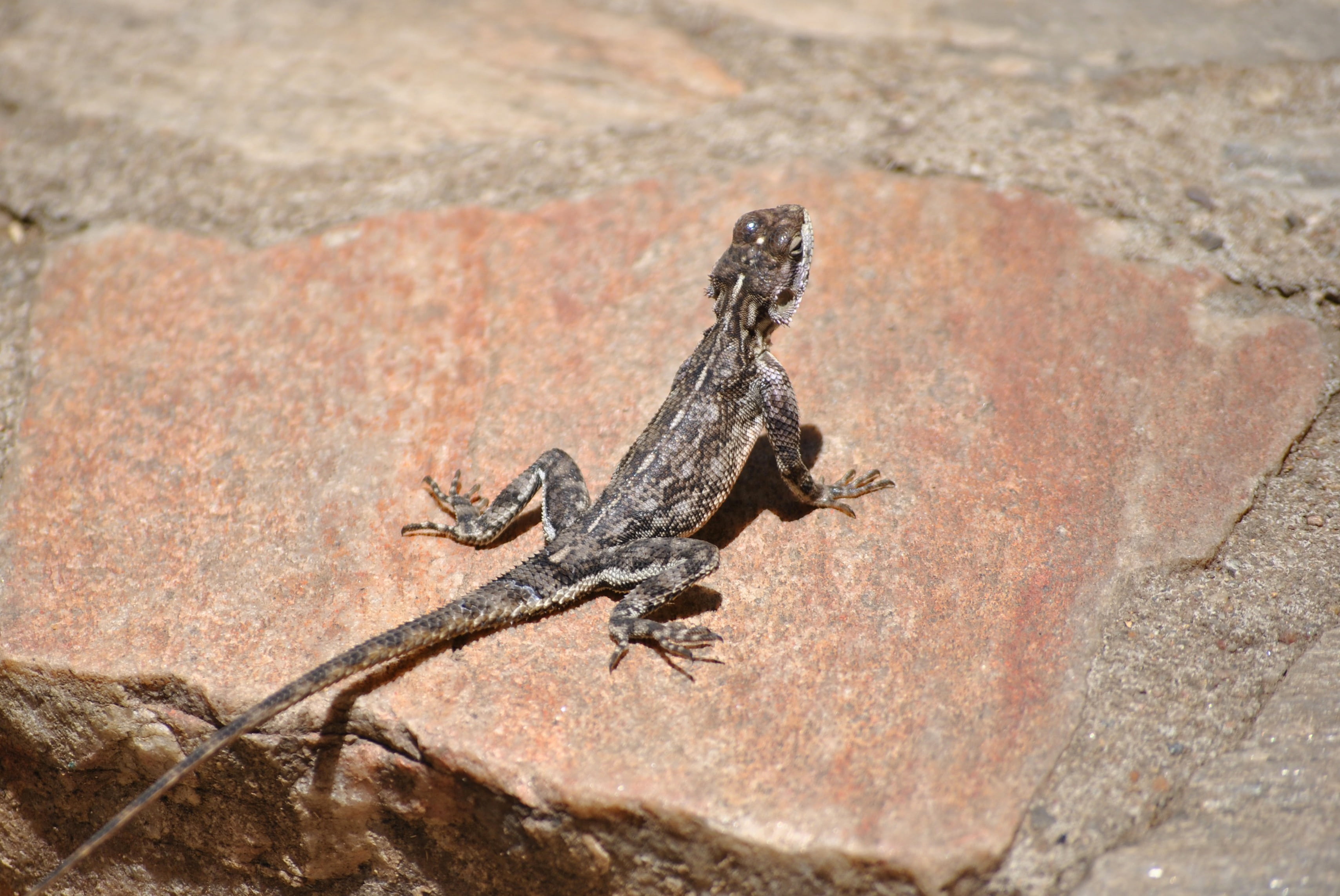 salamander, no people, rock, vertebrate, animal, outdoors, day, animal wildlife, side view, africa, one animal, animal themes, nature, rock - object, reptile, HD Wallpaper