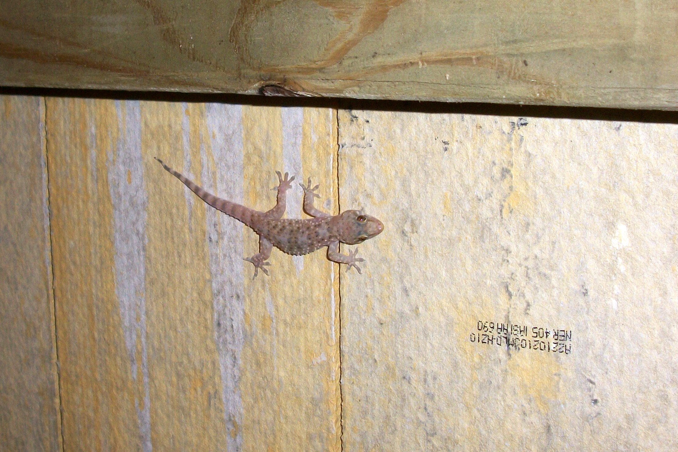 entrance, text, climbing, communication, one animal, fauna, gecko, cold blooded, close-up, animal, textured, day, weathered, animal wildlife, sunlight, HD Wallpaper