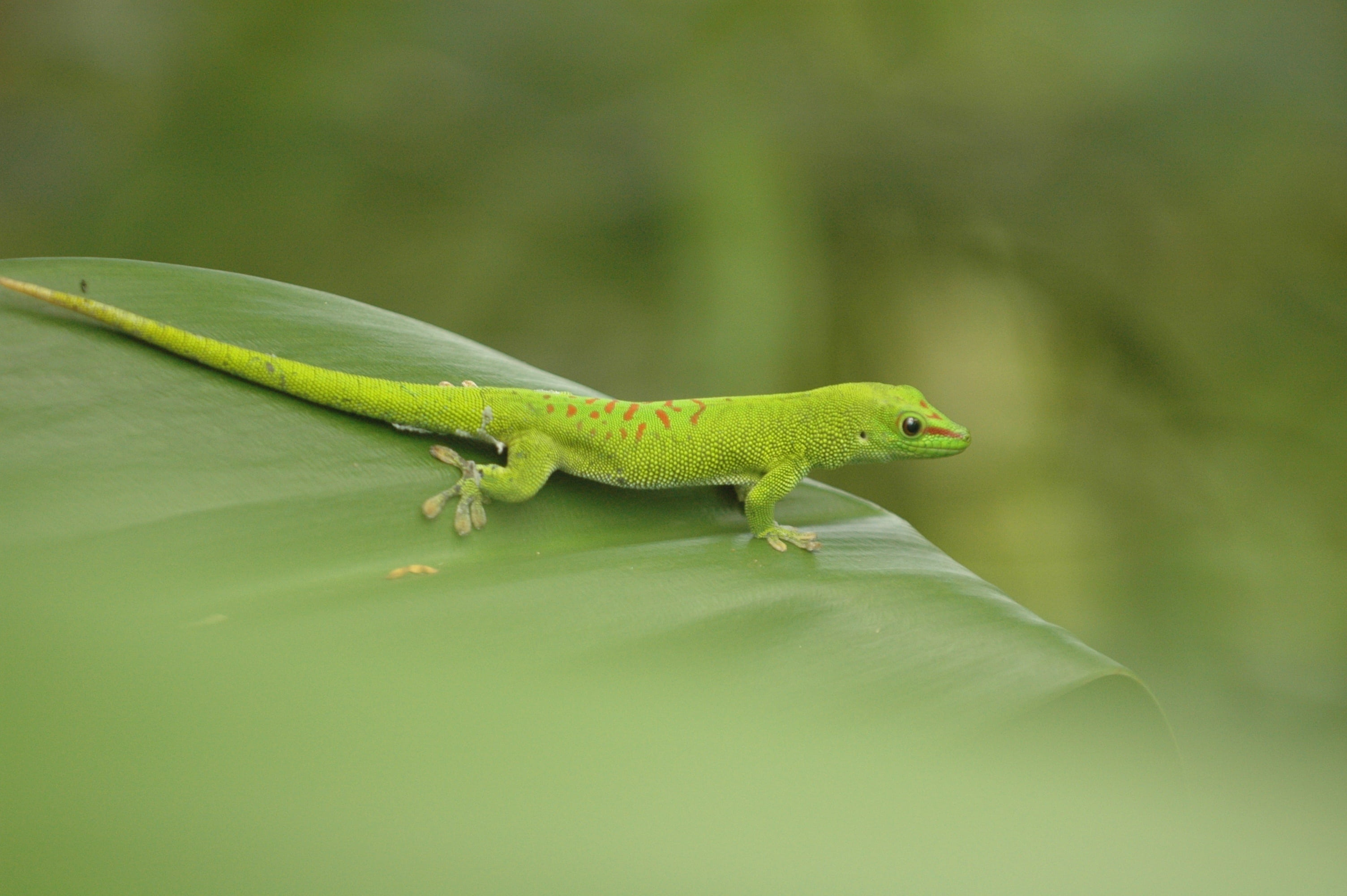 lizard, zurich, animal wildlife, profile view, 2K, plant, reptile, vertebrate, no people, plant part, focus on foreground, animals in the wild, side view, HD Wallpaper