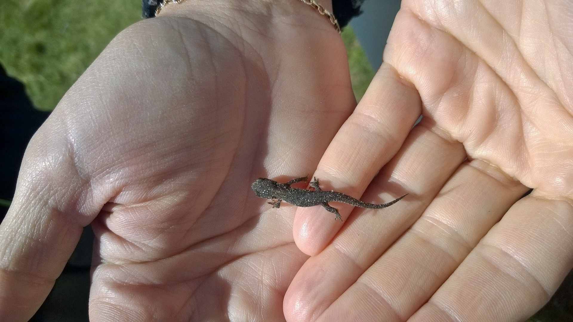 reptile, human Hand, close-up, finger, alpine, vertebrate, hands, hand, animal wildlife, young, nature, animal, human body part, body part, fauna, holding, HD Wallpaper