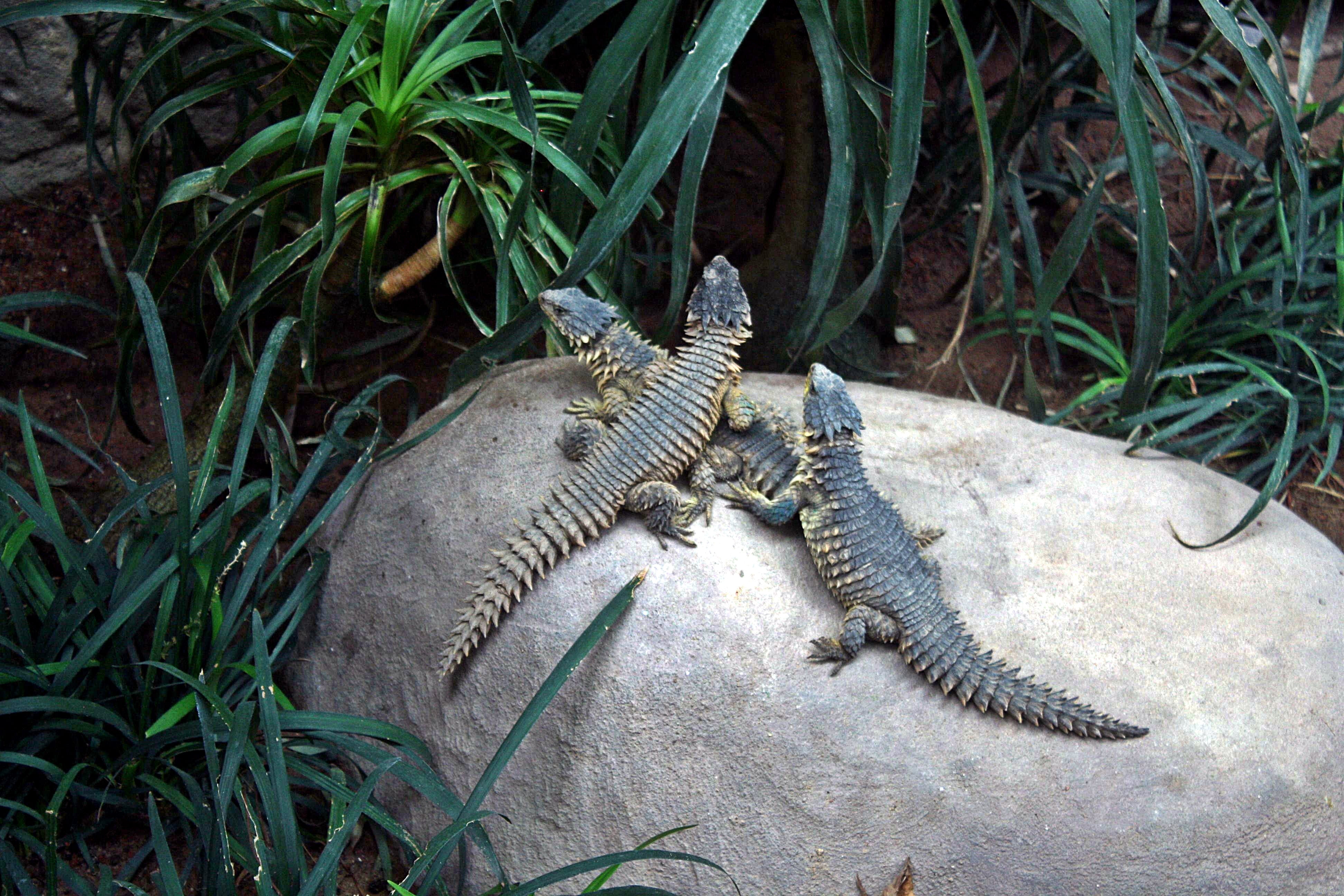 water, alligator, animal scale, iguana, no people, trio, terrarium, animal wildlife, animal themes, nature, hagenbeck, animal, vertebrate, one animal, land, HD Wallpaper