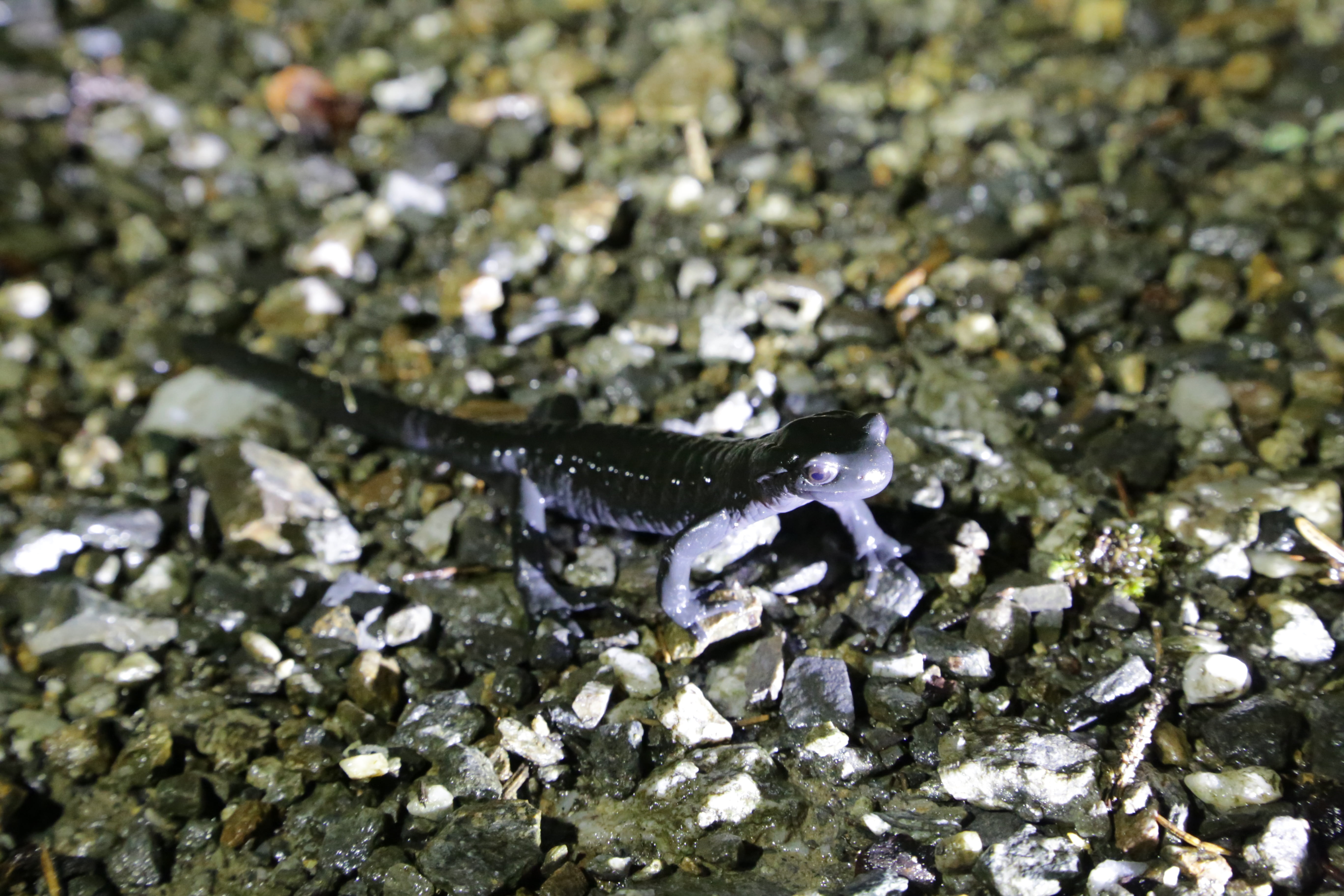 water, one animal, 5K, high angle view, alpine, animals in the wild, fish, solid, outdoors, day, rock - object, amphibians, underwater, no people, alpine salamander, HD Wallpaper