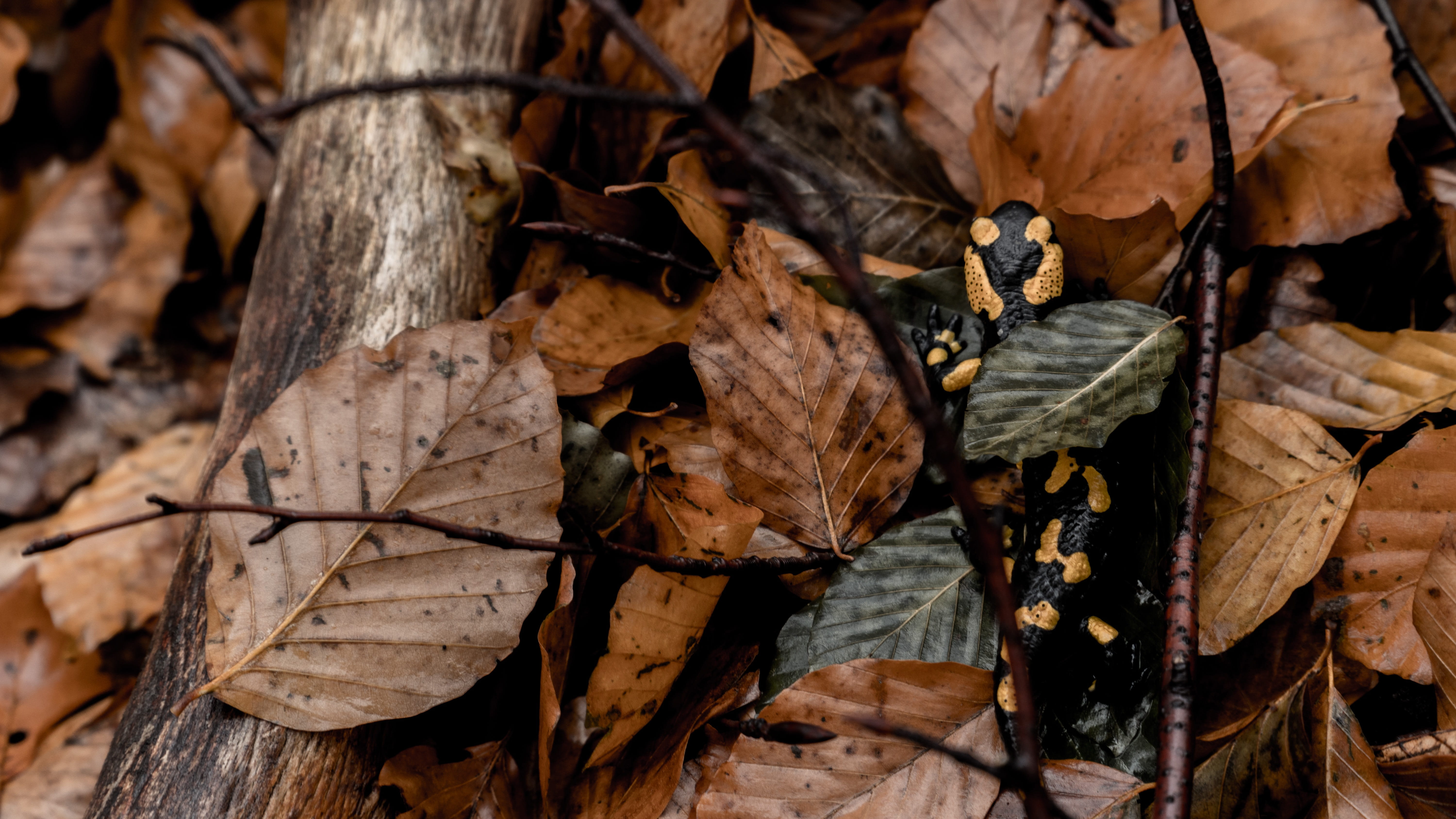 plant part, nature, dry, day, leaves, salamanda, outdoors, fauna, amphibian, autumn, beauty in nature, forest, land, the creation of, vulnerability, 5K, HD Wallpaper