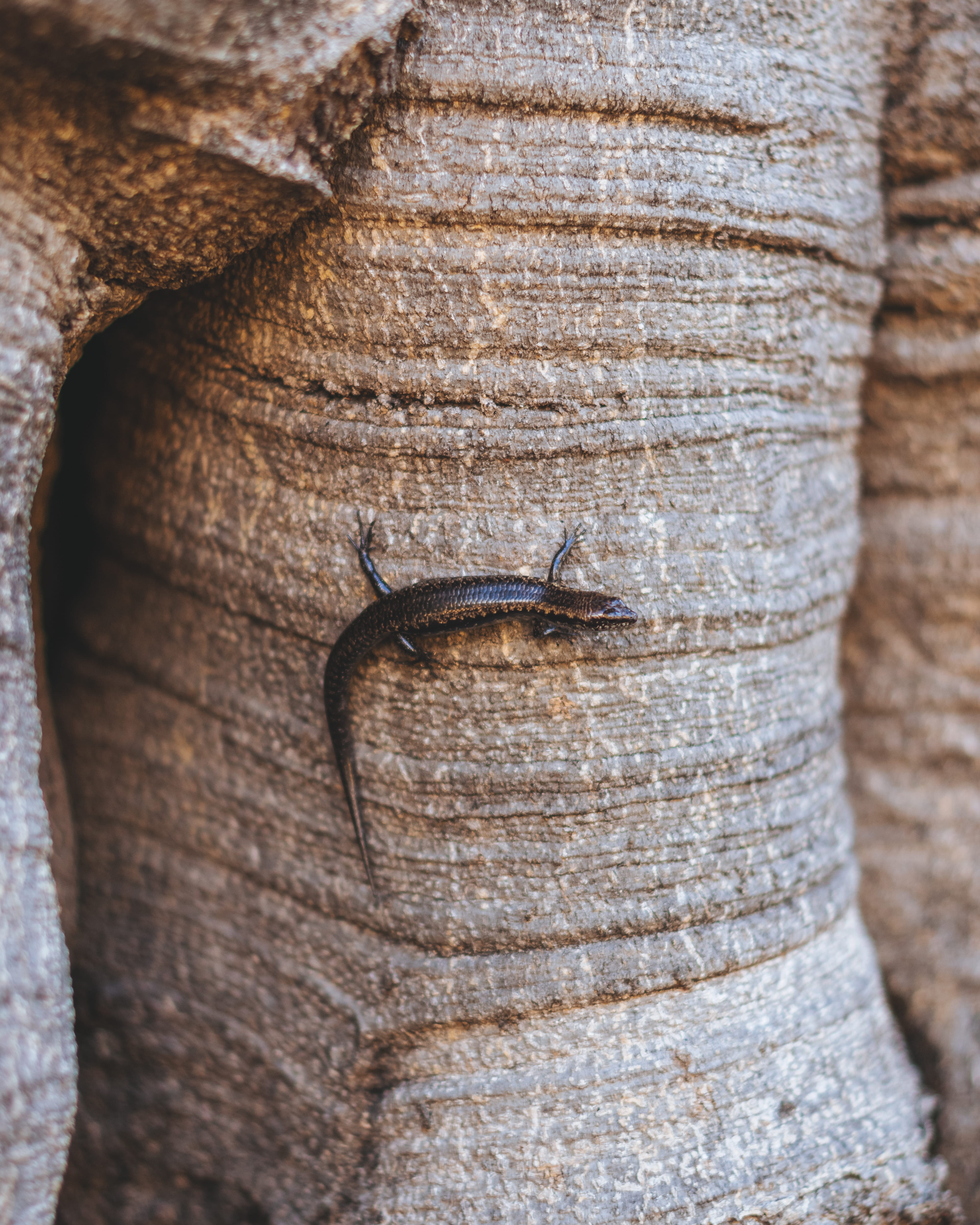reptile, lizard, textured, tropical, outdoors, insect, trunk, gastropod, tree, textzure, wood - material, nature, animals in the wild, gecko, macro, rock, Phone HD Wallpaper