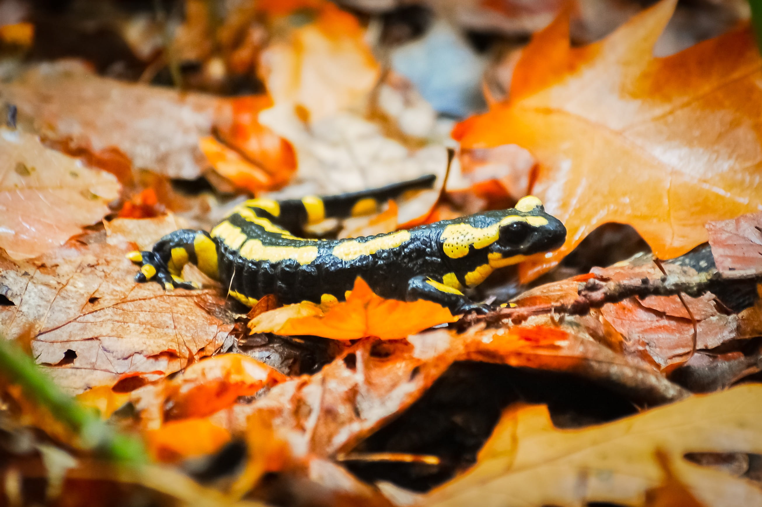 insect, 2K, selective focus, leaves, autumn landscape, orange color, outdoors, animal wildlife, animal, invertebrate, animal themes, day, leaf, autumn, HD Wallpaper