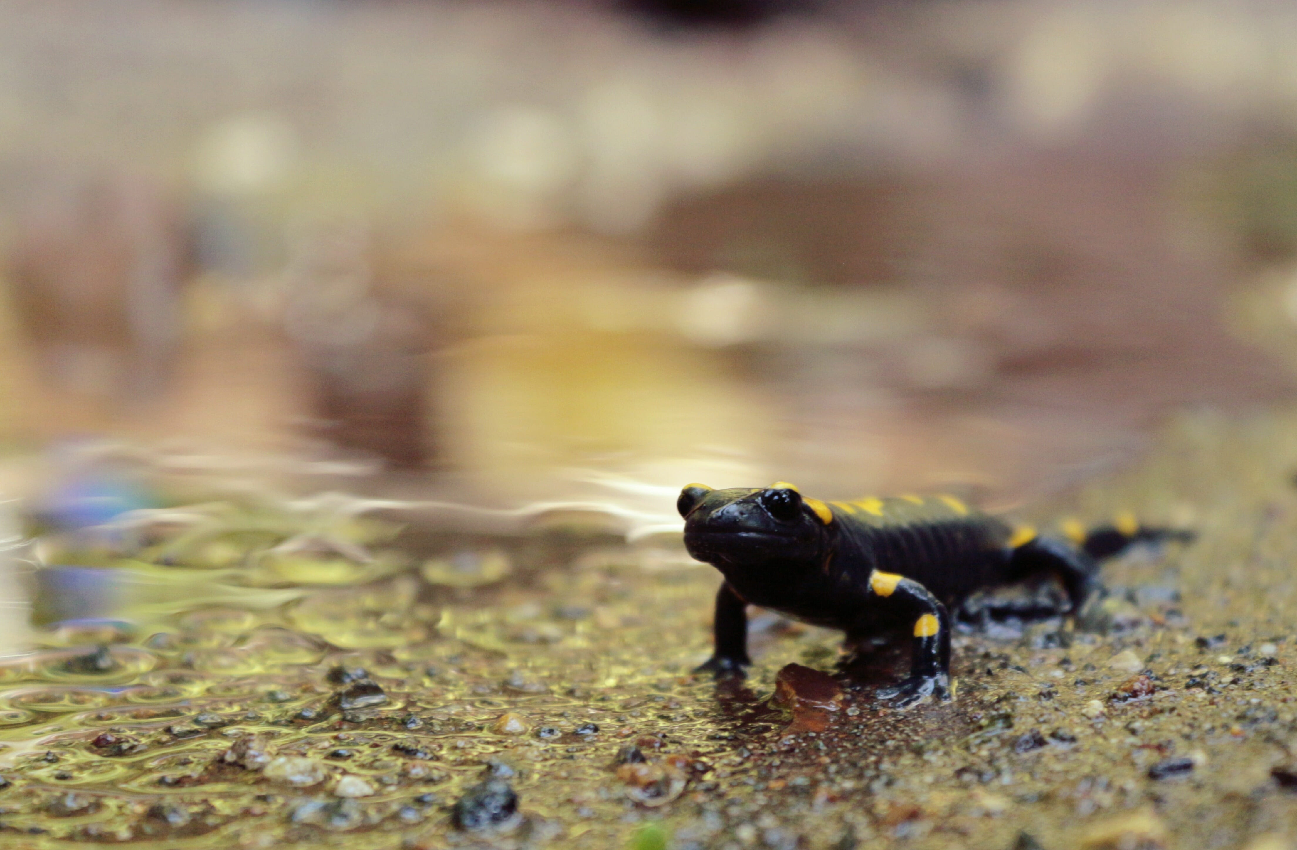 insect, leaf, no people, black, yellow, land, animal themes, ali, one animal, anatolia, animal, day, outdoors, selective focus, nature, reptile, plant part, HD Wallpaper