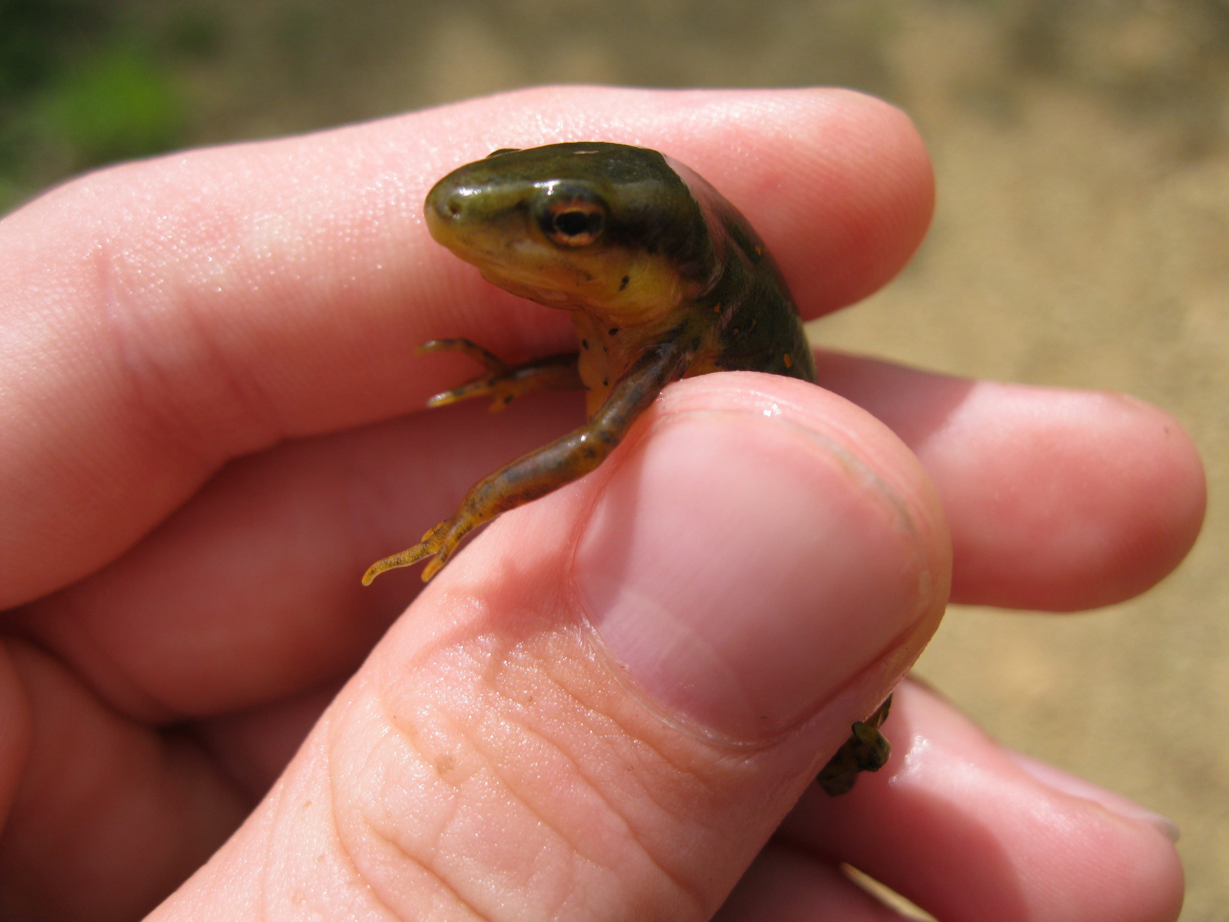 finger, human hand, close-up, hand, reptile, animal wildlife, water creatures, outdoors, human finger, animal, animals in the wild, amphibian, care, focus on foreground, HD Wallpaper