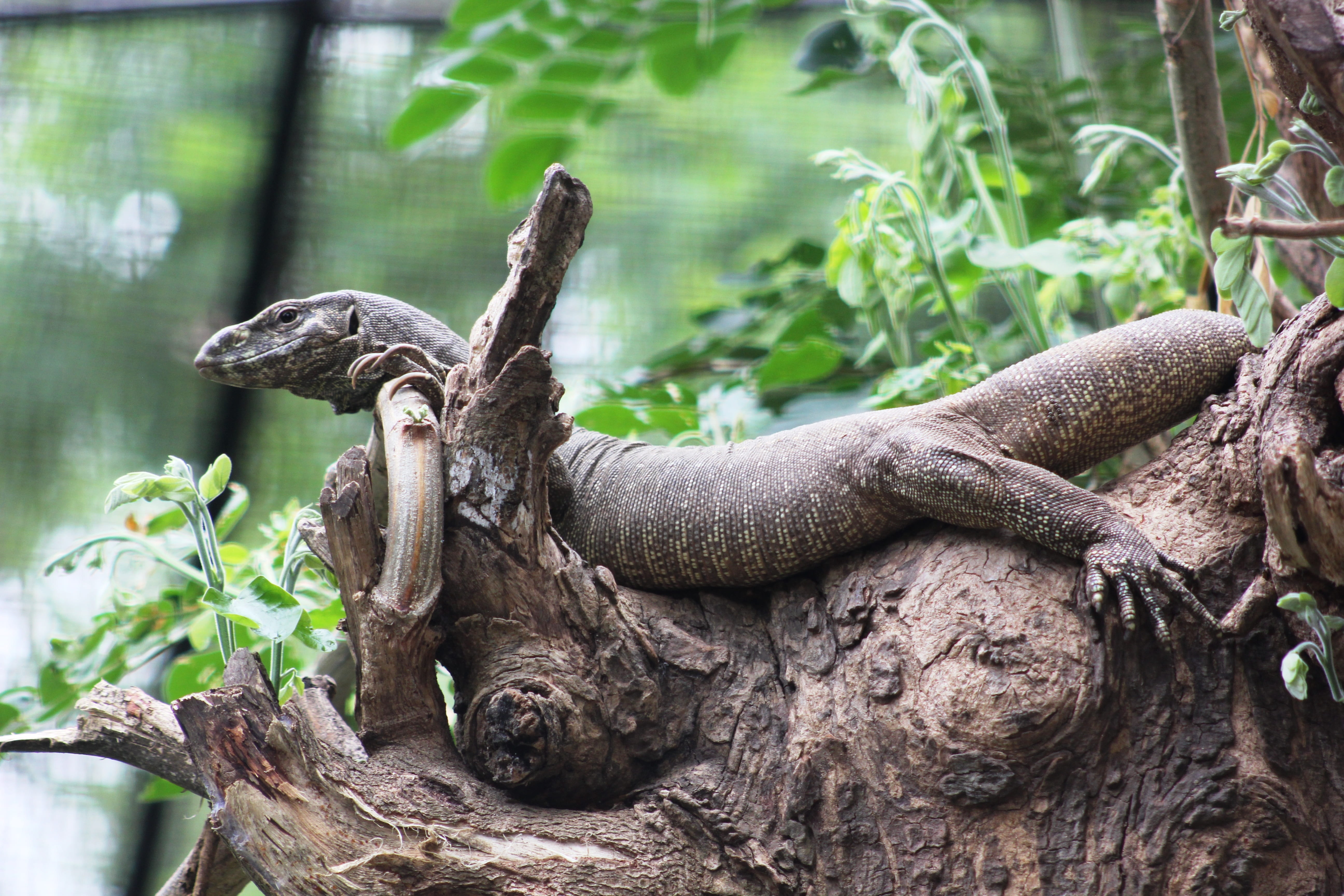 vertebrate, nature, animals in the wild, salamander, lizard, reptile, day, one animal, full length, wild, animal, plant, tree, iguana, relaxation, wildlife, HD Wallpaper