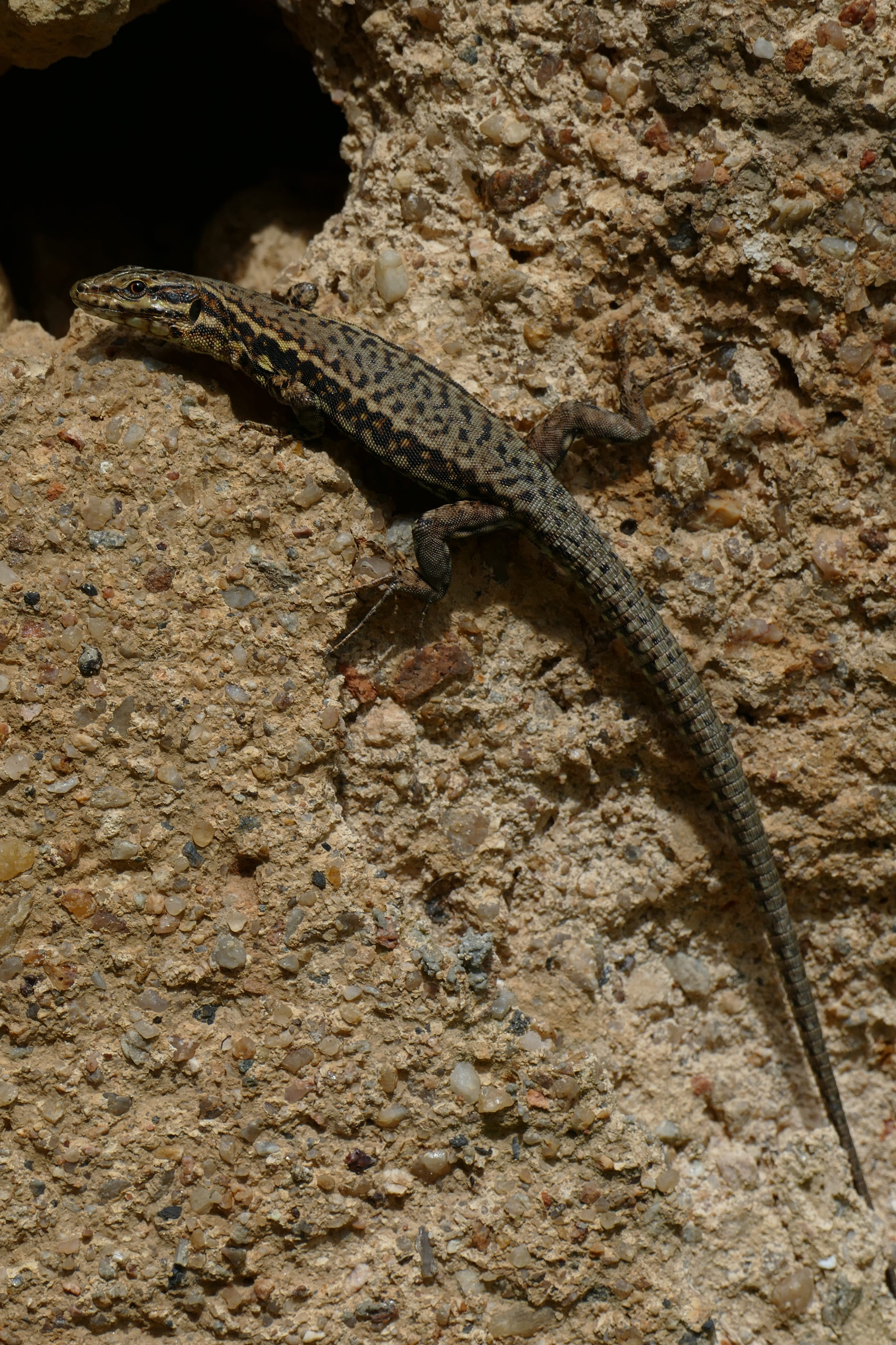 zoology, rough, animal, outdoors, solid, day, reptile, salamander, animal wildlife, bearded dragon, 5K, close-up, climbing, one animal, rock - object, Phone HD Wallpaper